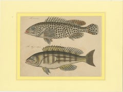 1819 Marine Splendor: Original Hand-Colored Engravings of Fishes