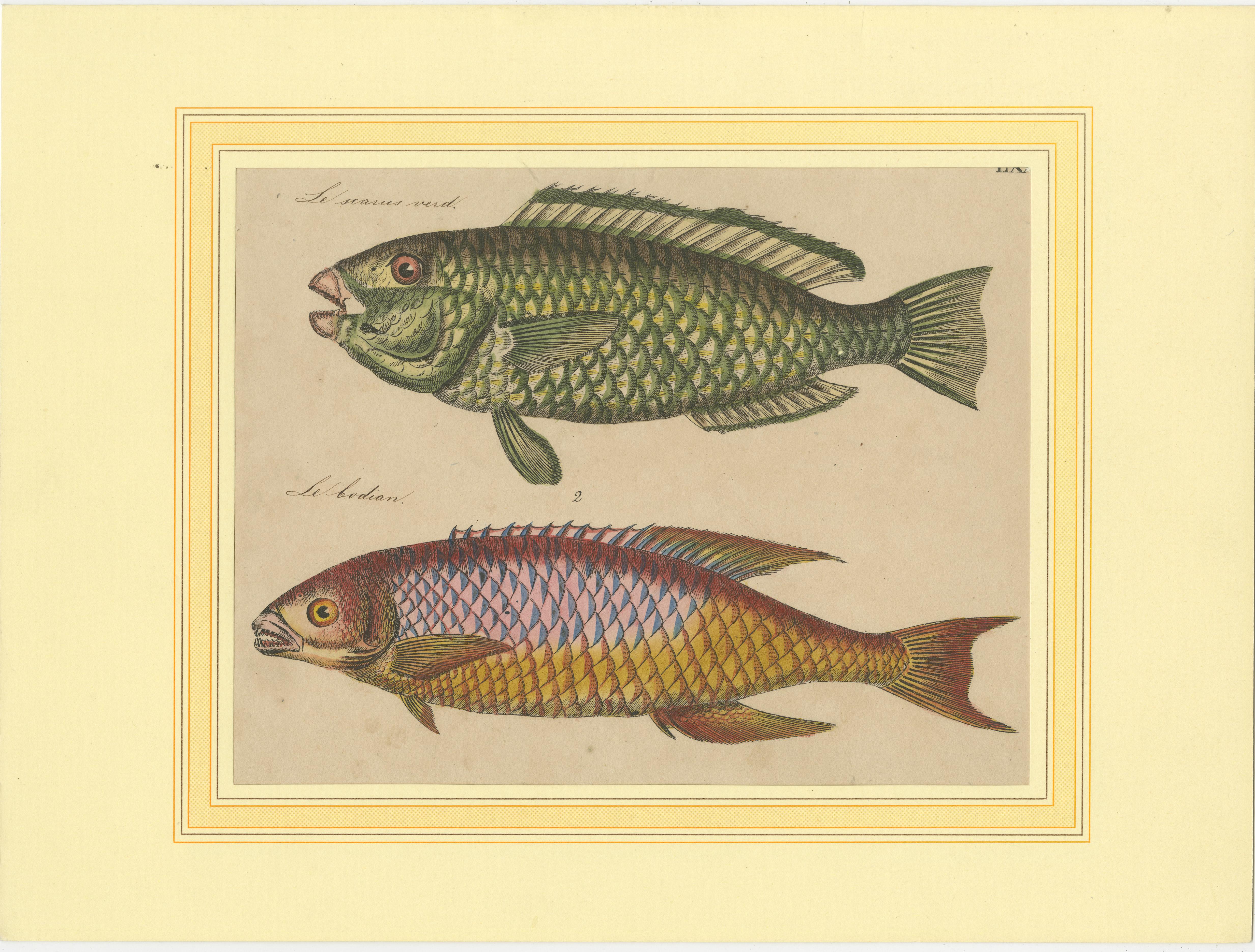 Marine Splendor: Original handkolorierte Gravuren von Fischen aus dem Jahr 1819 im Zustand „Gut“ im Angebot in Langweer, NL