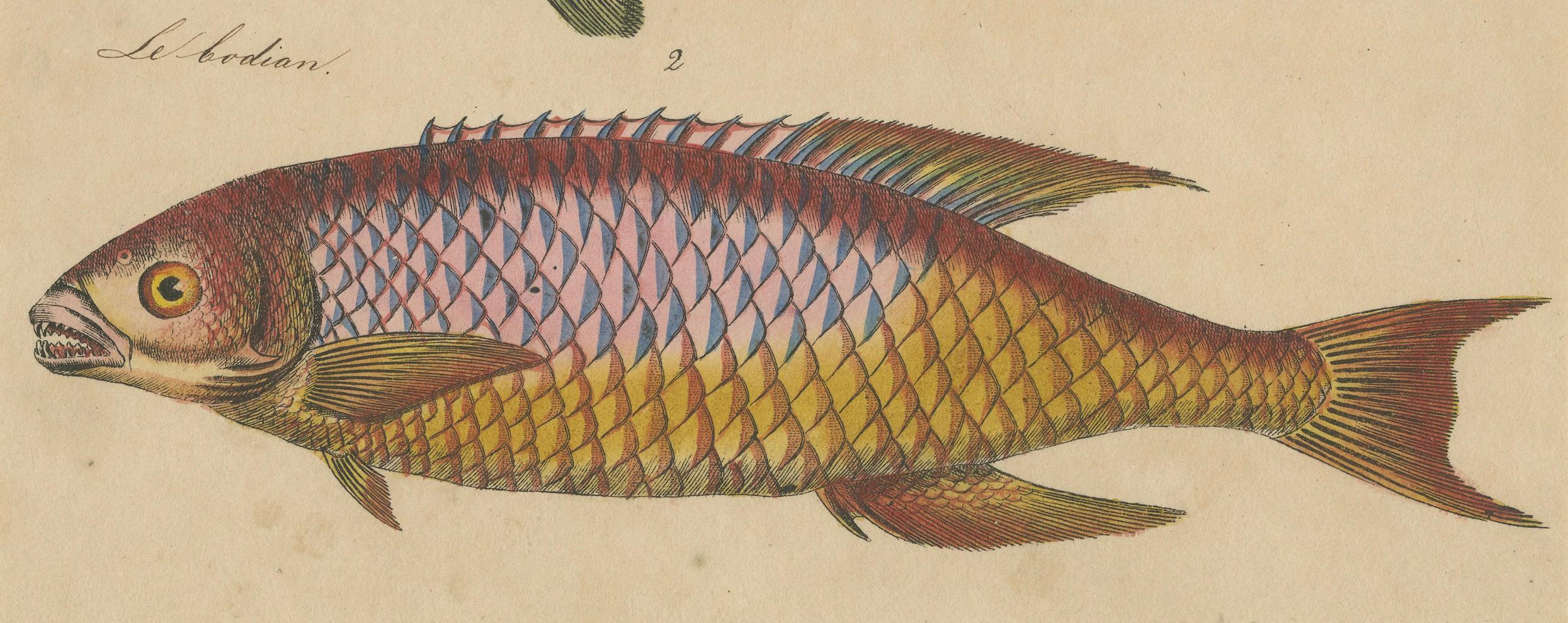 Marine Splendor: Original handkolorierte Gravuren von Fischen aus dem Jahr 1819 (Frühes 19. Jahrhundert) im Angebot