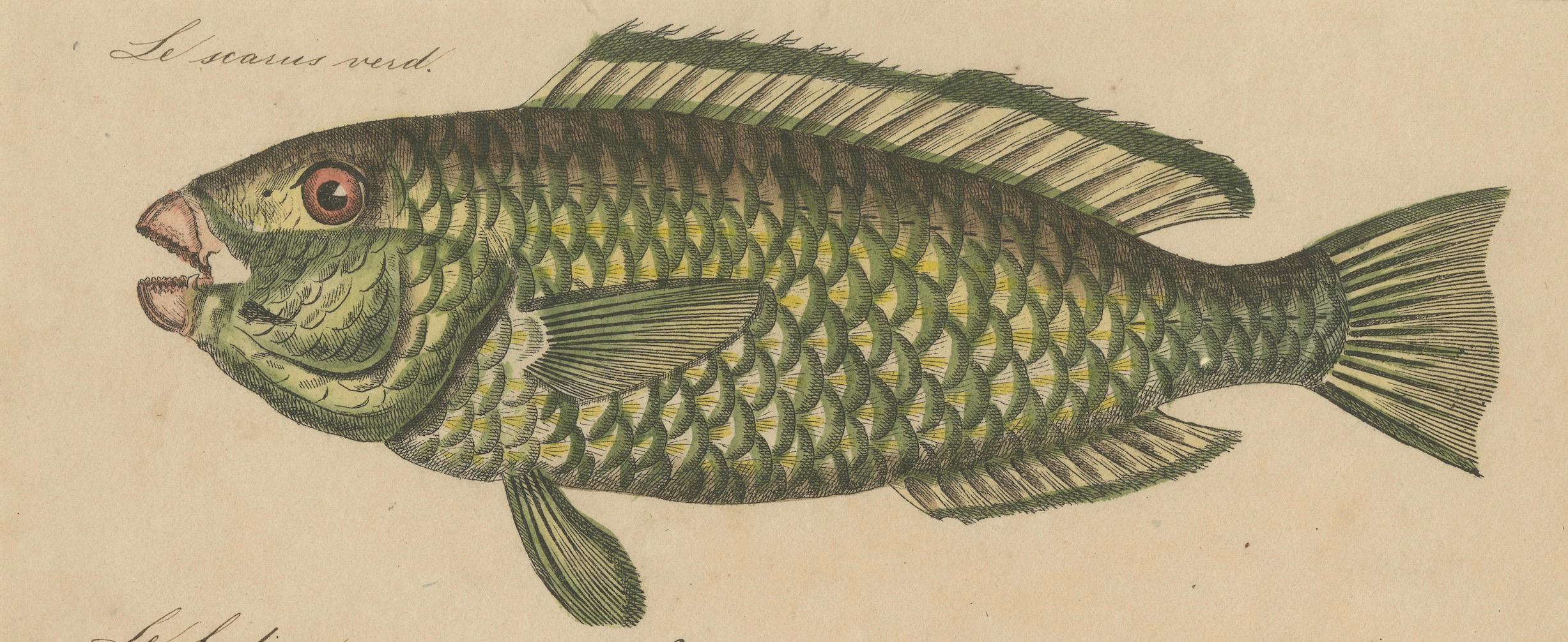 Paper 1819 Marine Splendor: Original Hand-Colored Engravings of Fishes For Sale
