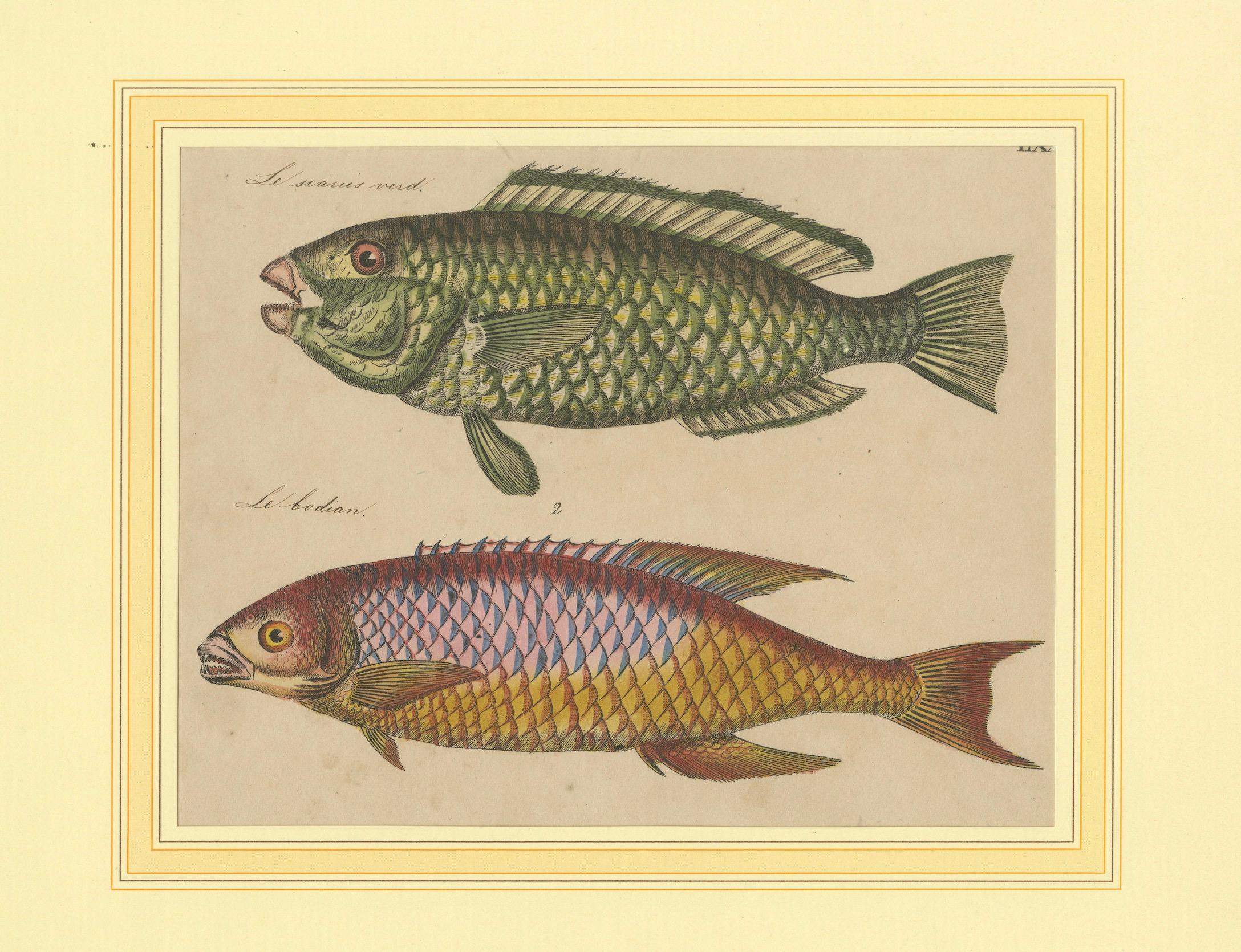 1819 Marine Splendor: Original Hand-Colored Engravings of Fishes For Sale 1