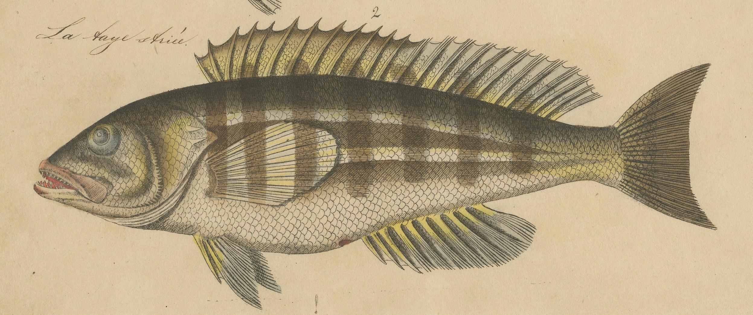 1819 Marine Splendor: Original Hand-Colored Engravings of Fishes For Sale 2