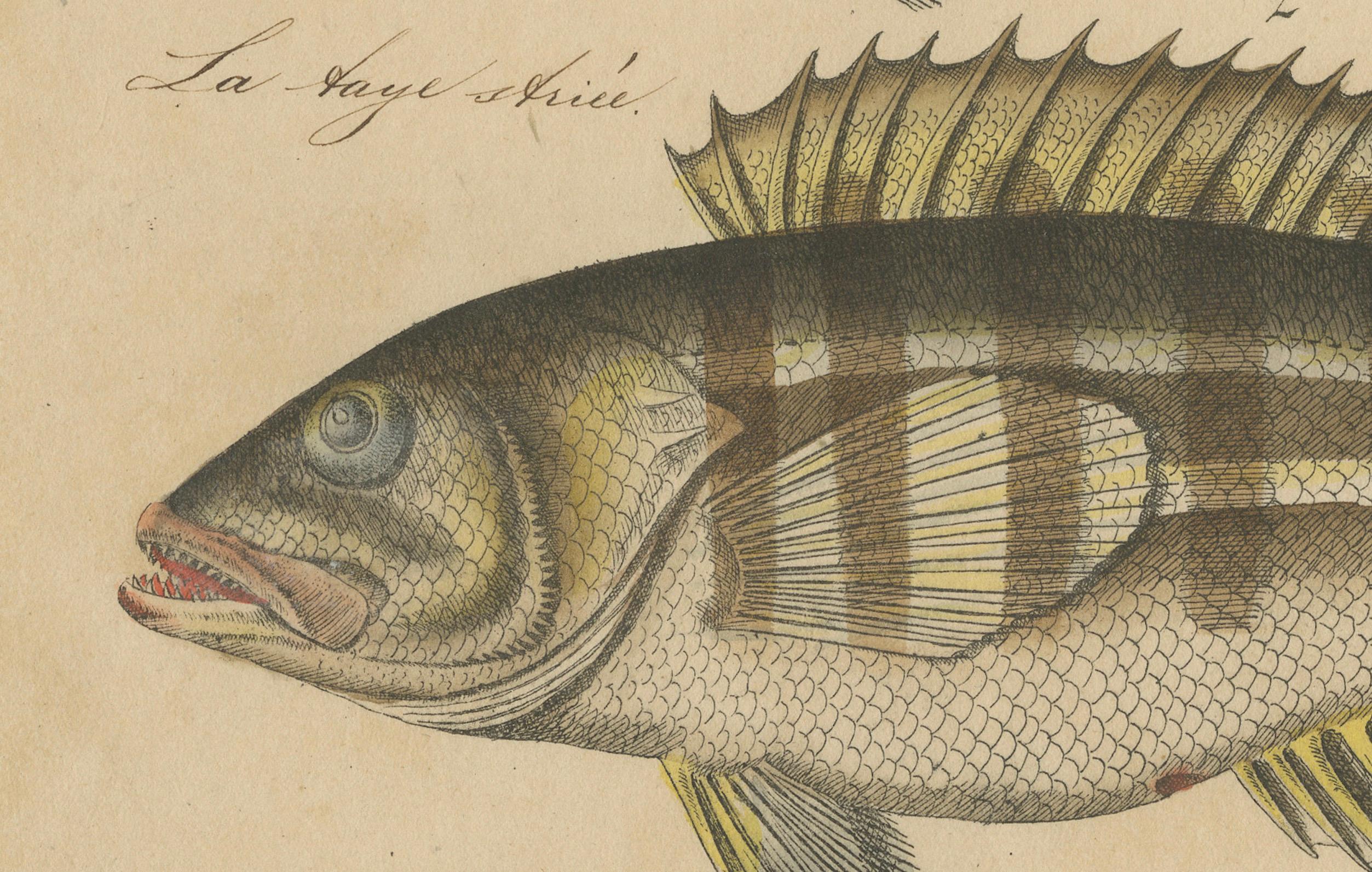 1819 Marine Splendor: Original Hand-Colored Engravings of Fishes For Sale 3