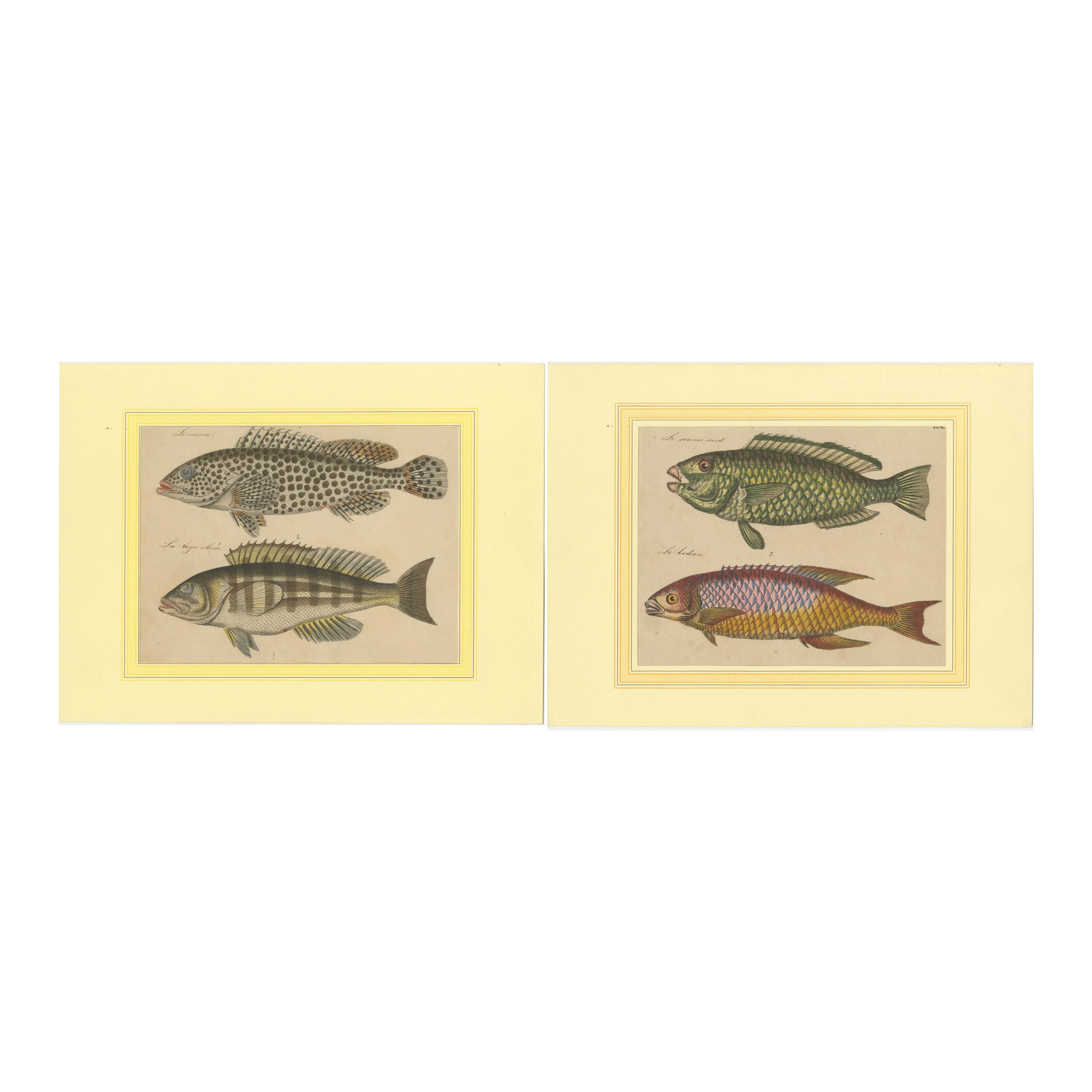 Marine Splendor: Original handkolorierte Gravuren von Fischen aus dem Jahr 1819
