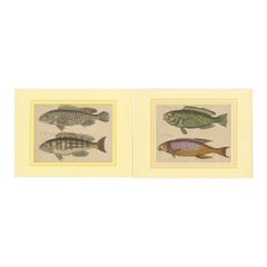 Marine Splendor: Original handkolorierte Gravuren von Fischen aus dem Jahr 1819
