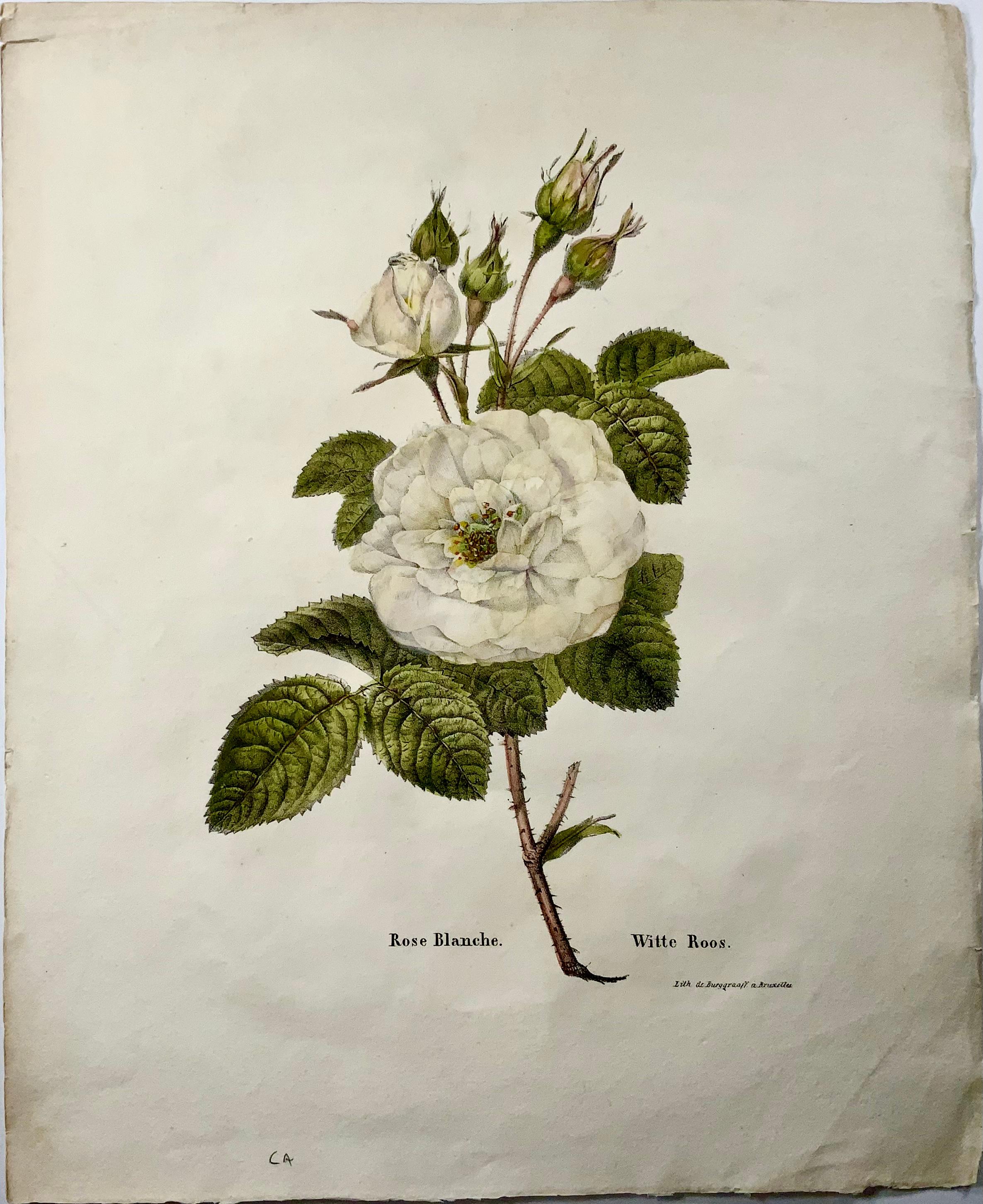 Exceedingly rare. No other example found worldwide.

Rose Blanche - Witte Roos

Measures: Large Folio: 33.5 x 27.2 cm

Lithographed by Guillaume Philidor Van den Burggraaff (b. 1790) and published in Brussels before his move to