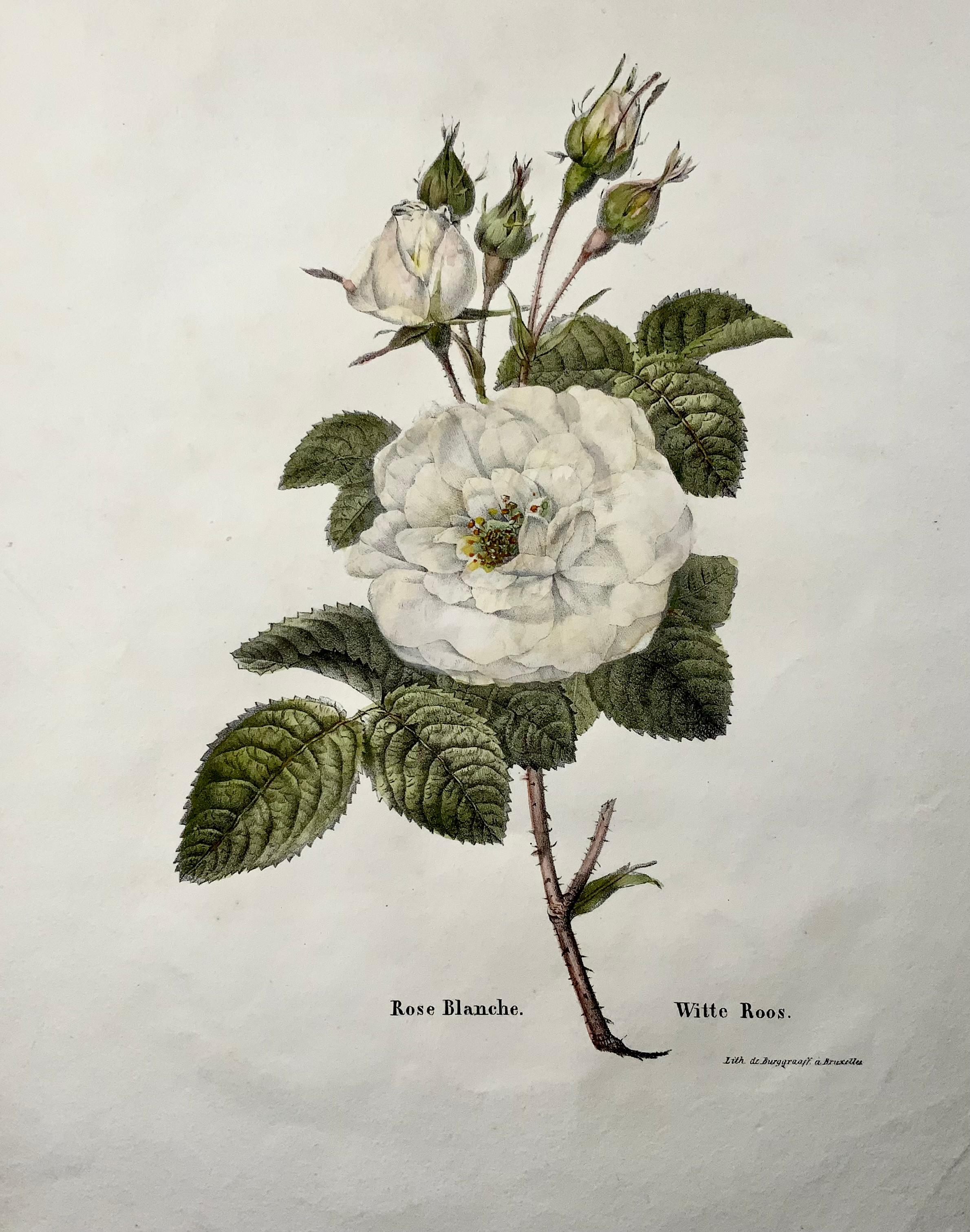 Belgian circa 1820 White Rose, Folio Stone Lithograph by Burggraaf with Hand Colour For Sale