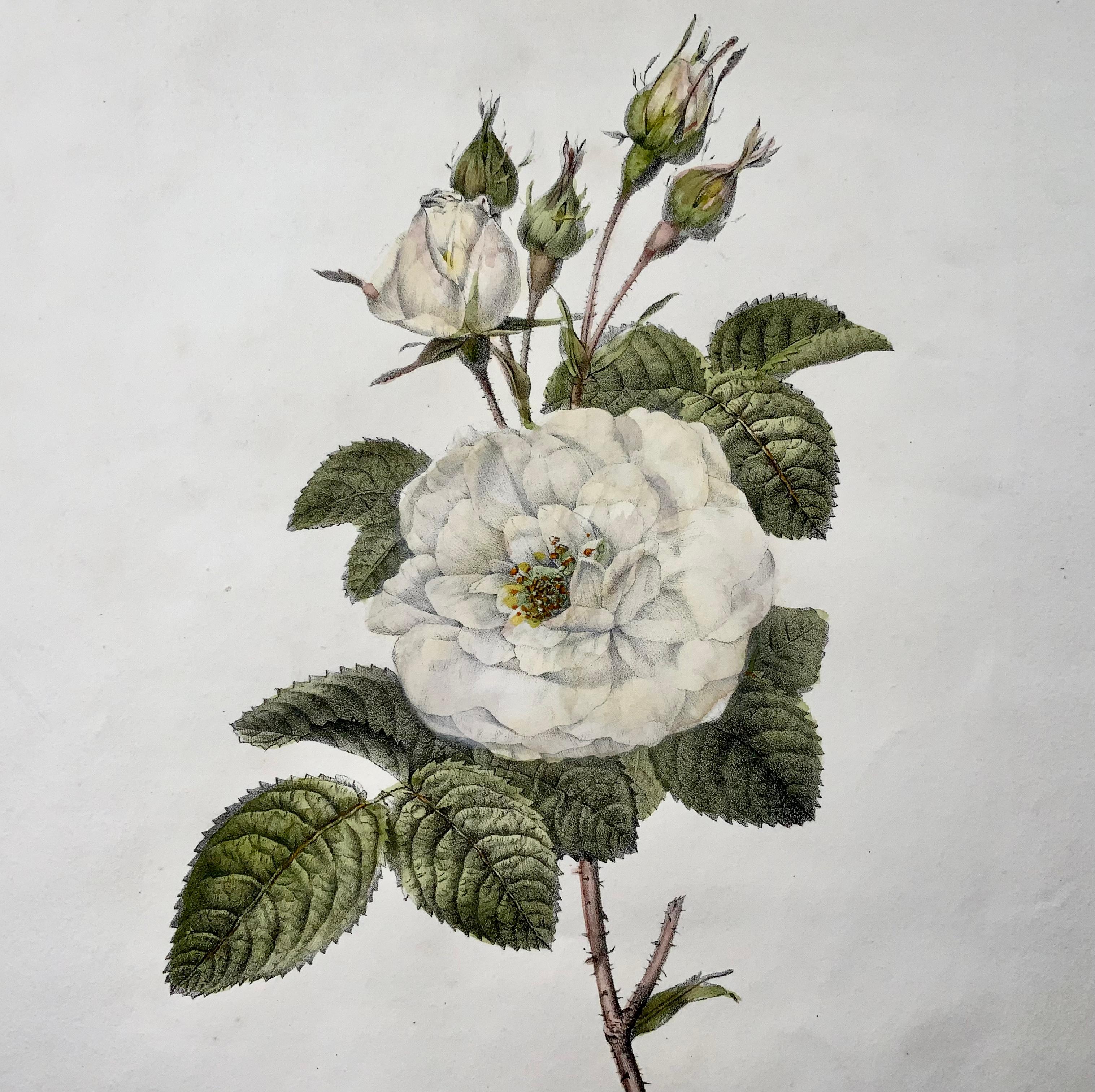 Belgian circa 1820 White Rose, Folio Stone Lithograph by Burggraaf with Hand Colour For Sale