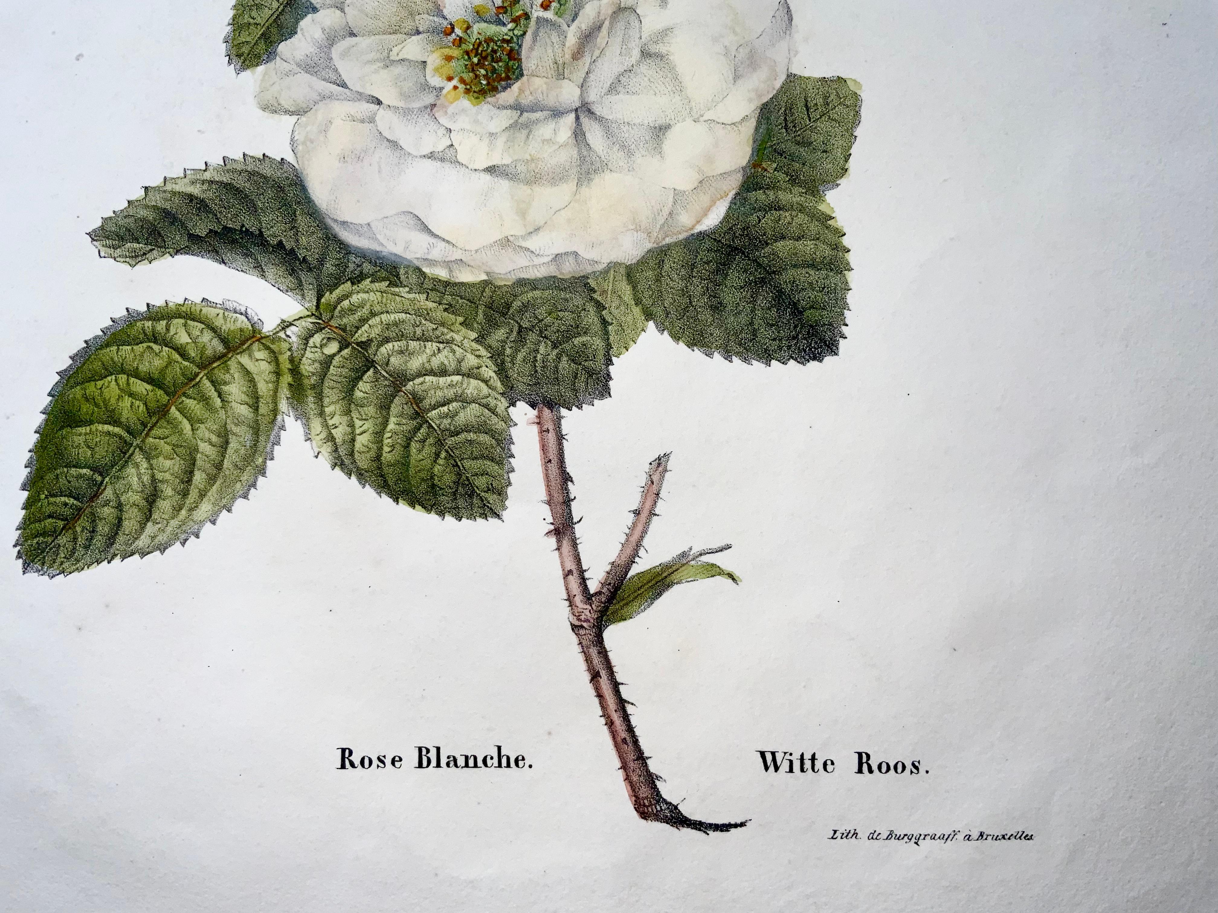 Etched circa 1820 White Rose, Folio Stone Lithograph by Burggraaf with Hand Colour For Sale