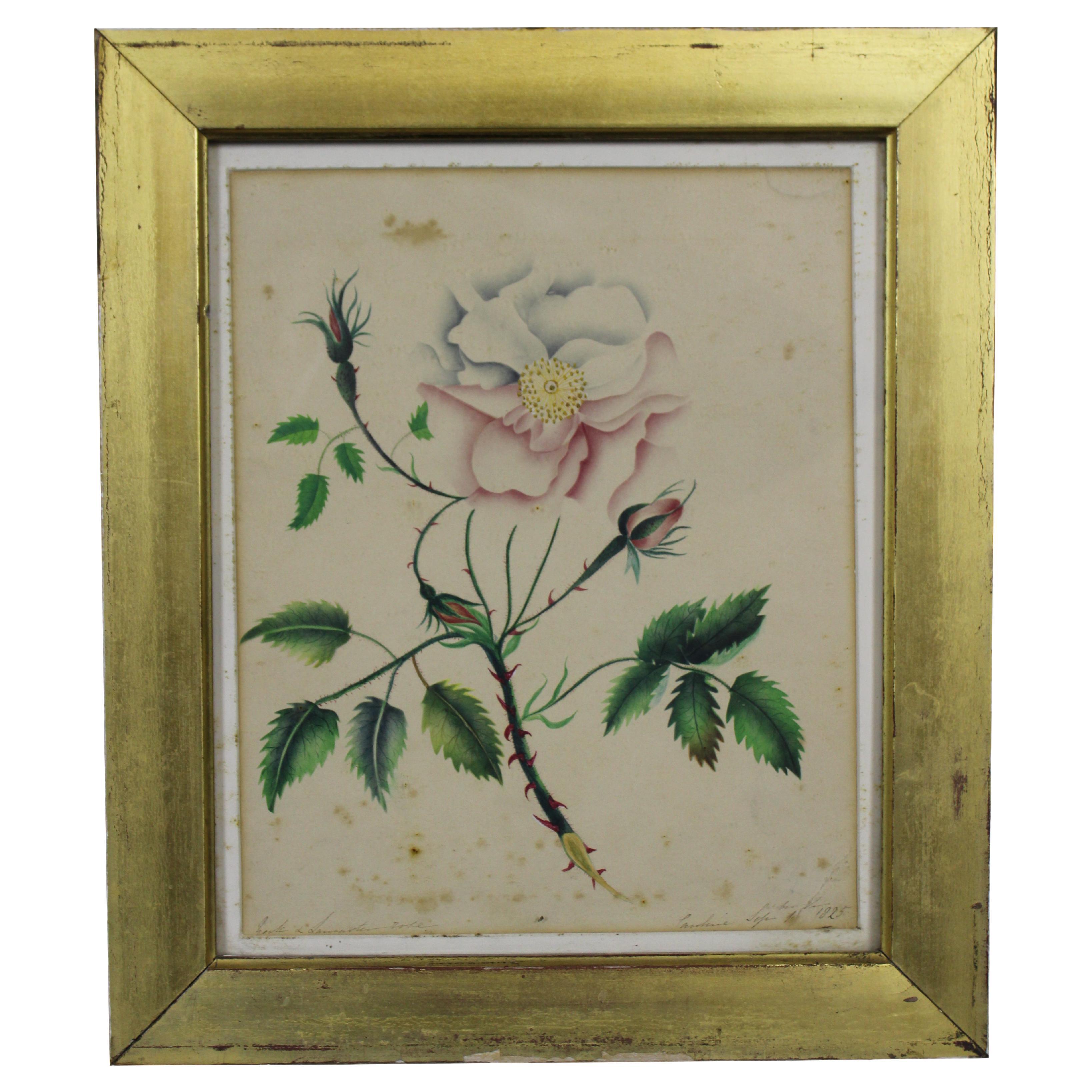 1825 Antique English Dog Rose Signed Watercolor Painting Framed Floral Botanical