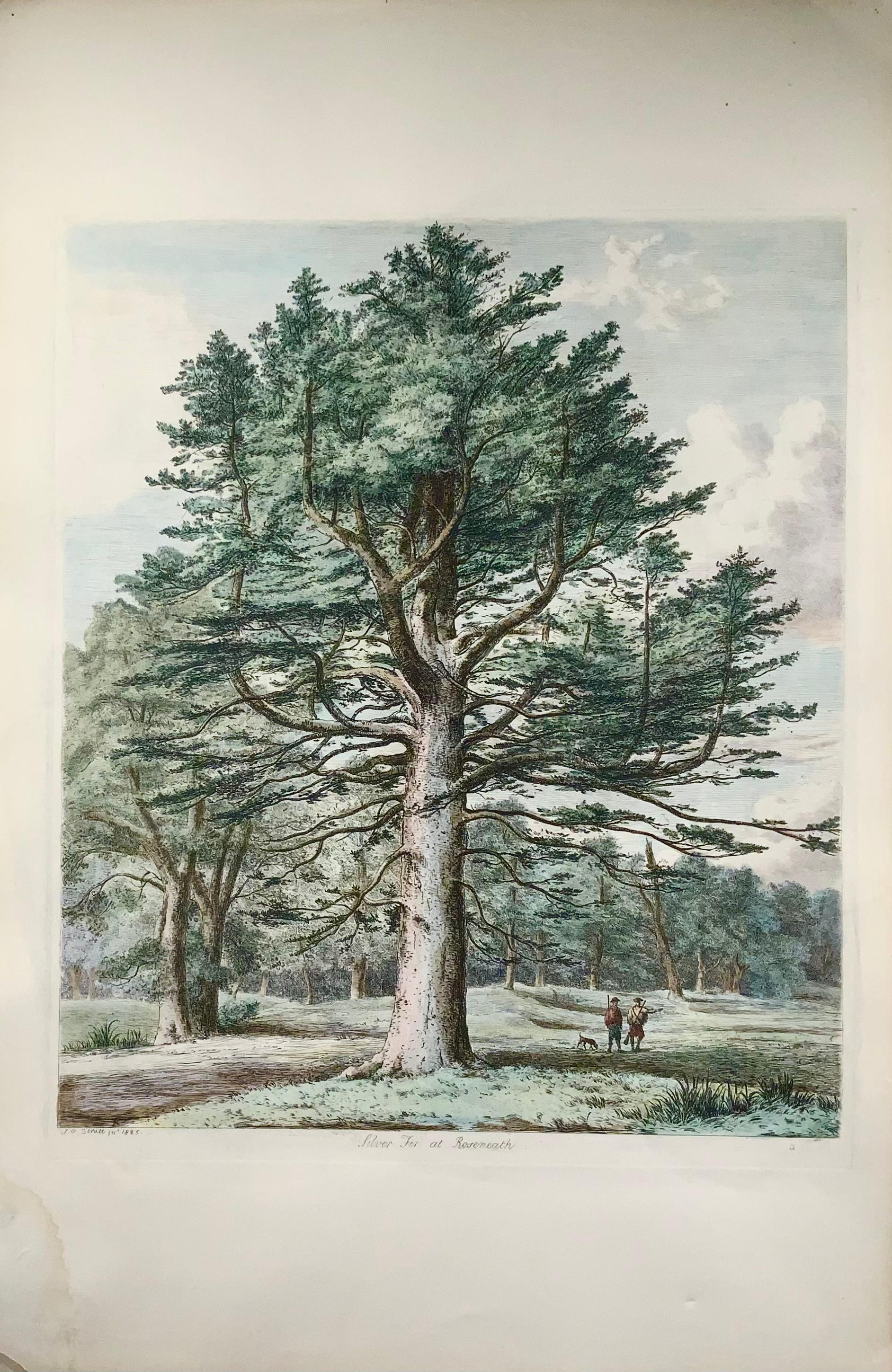Sheet size: 55.4 x 36 cm

Etching with later colour. On wove paper.

Exceptionally etched sheet come from the first edition of Sylva Britannica.

Jacob George Strutt (1784-1867) was a landscape painter and etcher by training, rather than a