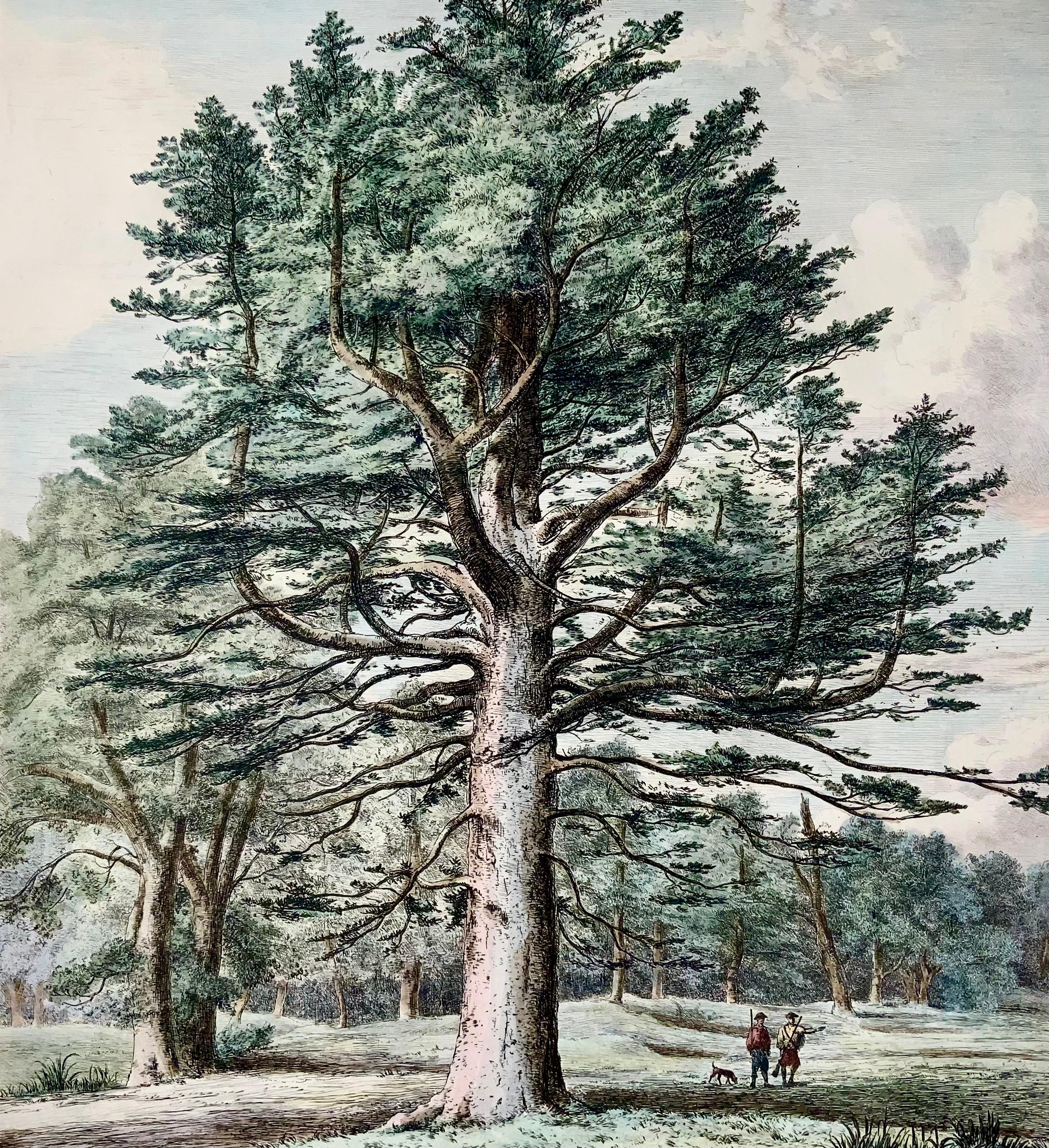 English 1826 Silver Fir, Pine, Jacob Strutt, Imp. Folio, Etched, Hand Colour For Sale