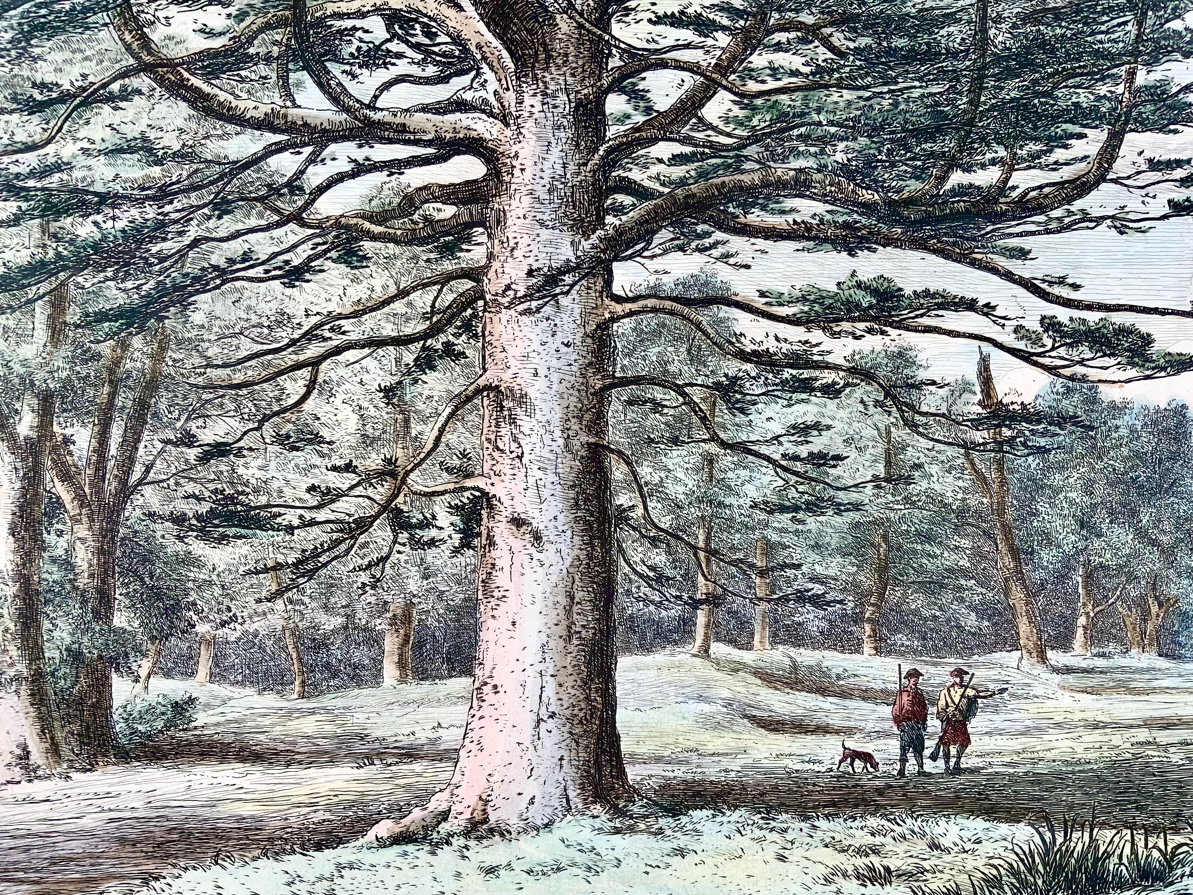1826 Silver Fir, Pine, Jacob Strutt, Imp. Folio, Etched, Hand Colour In Excellent Condition For Sale In Norwich, GB