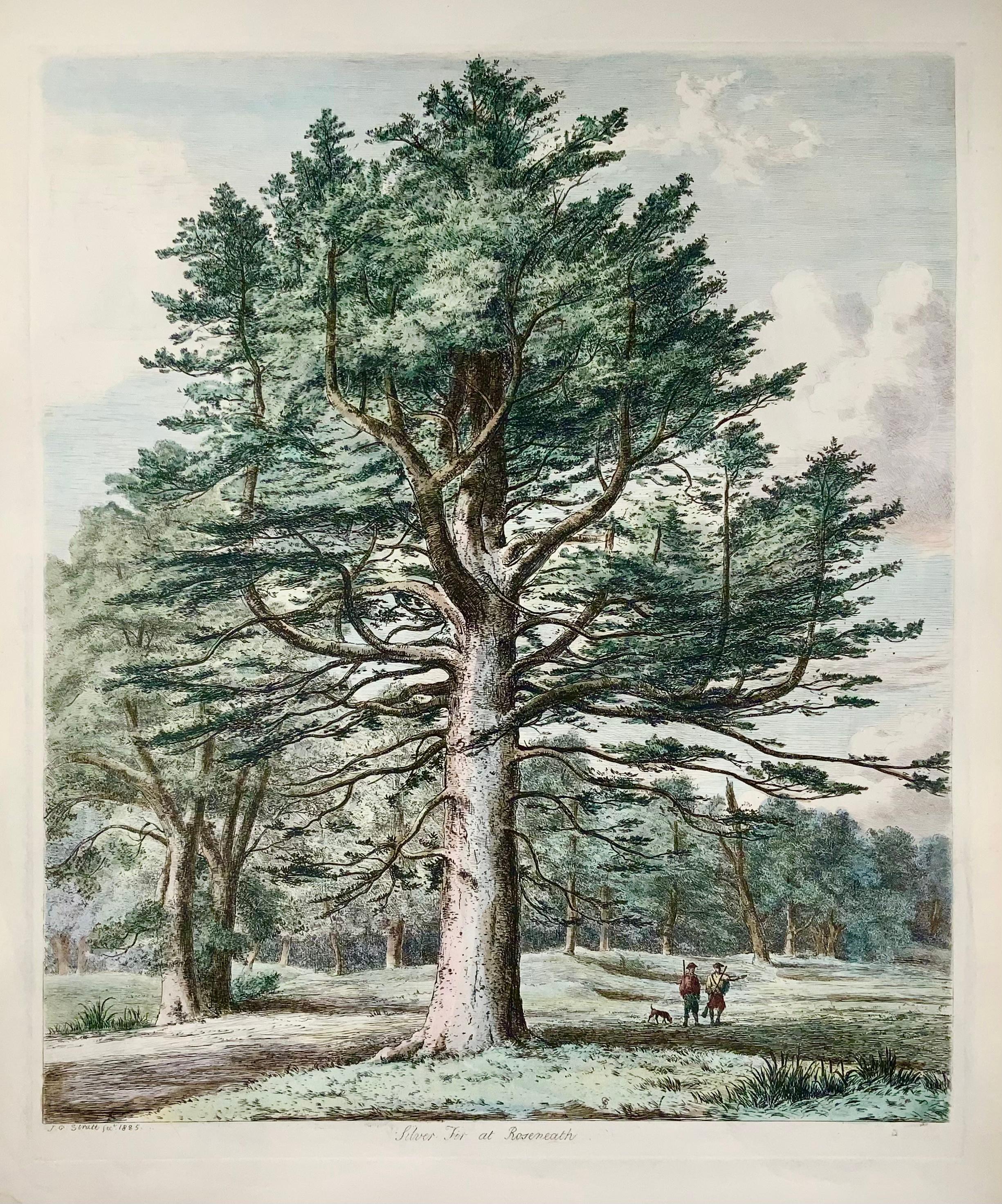 Paper 1826 Silver Fir, Pine, Jacob Strutt, Imp. Folio, Etched, Hand Colour For Sale