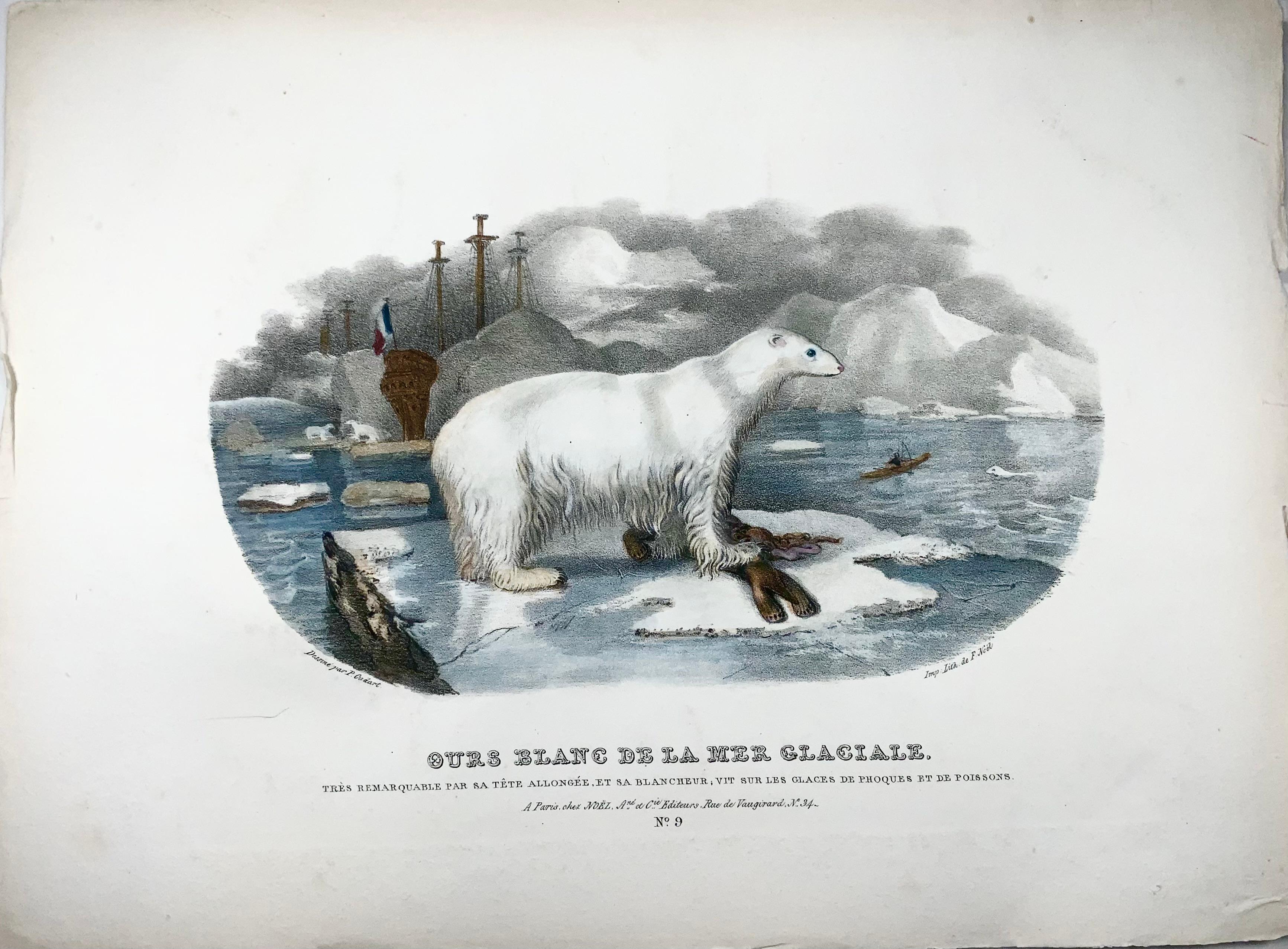 Our Blanc de la Mer Glaciale 

Tres remarquable par sa tete allongee, et sa blancher…. 

Dimensions: Height: 10.83 in (27.5 cm) Width: 14.57 in (37 cm)

Extremely rare.  

Issued in the series:  

Histoire naturelle. Ensemble de 41