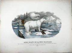 1827 Polar Bear, Mammal, Oudart, Large Hand Coloured Stone Lithograph, Rare