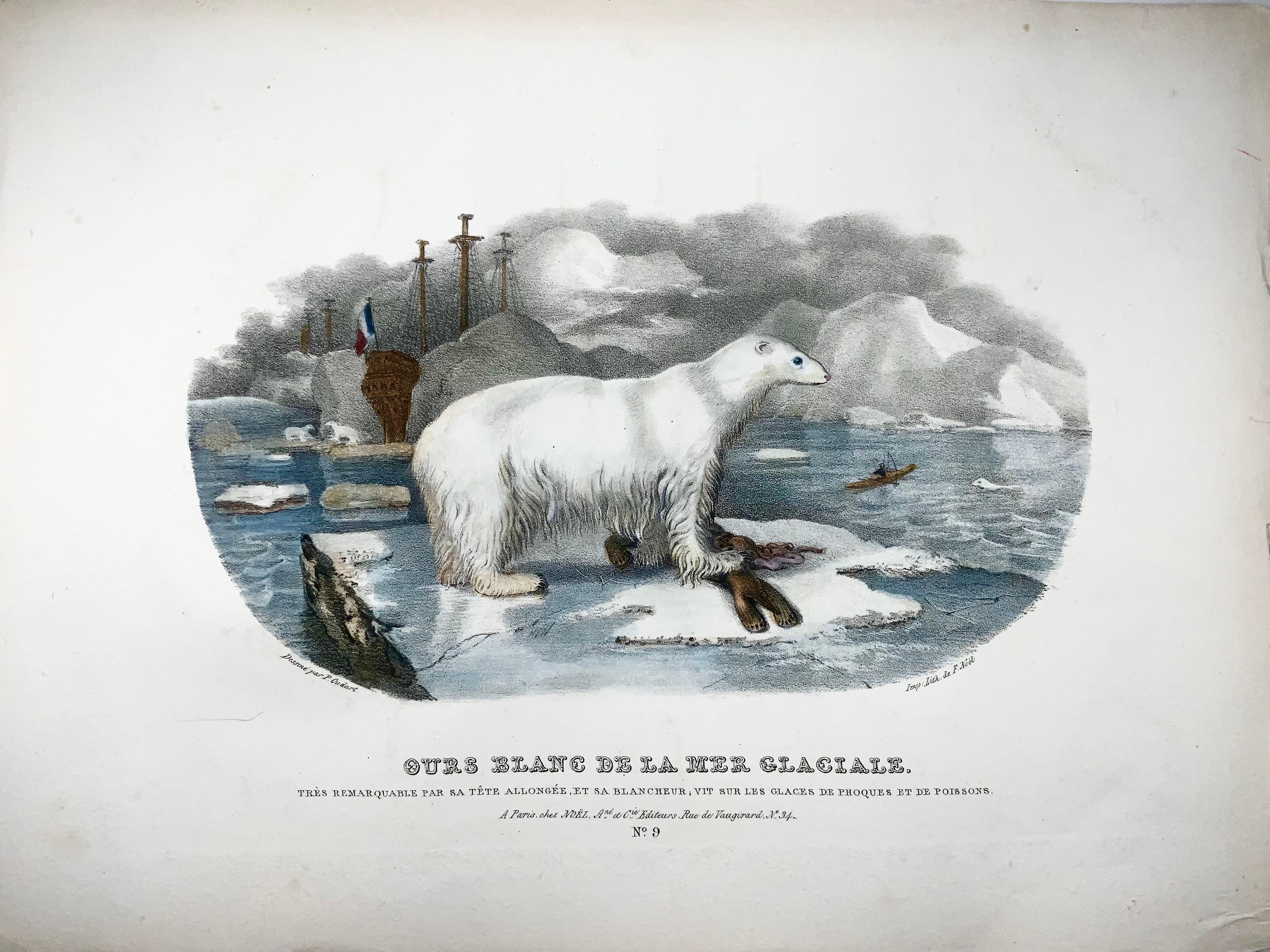 French 1827 Polar Bear, Mammal, Oudart, Large Hand Coloured Stone Lithograph, Rare For Sale