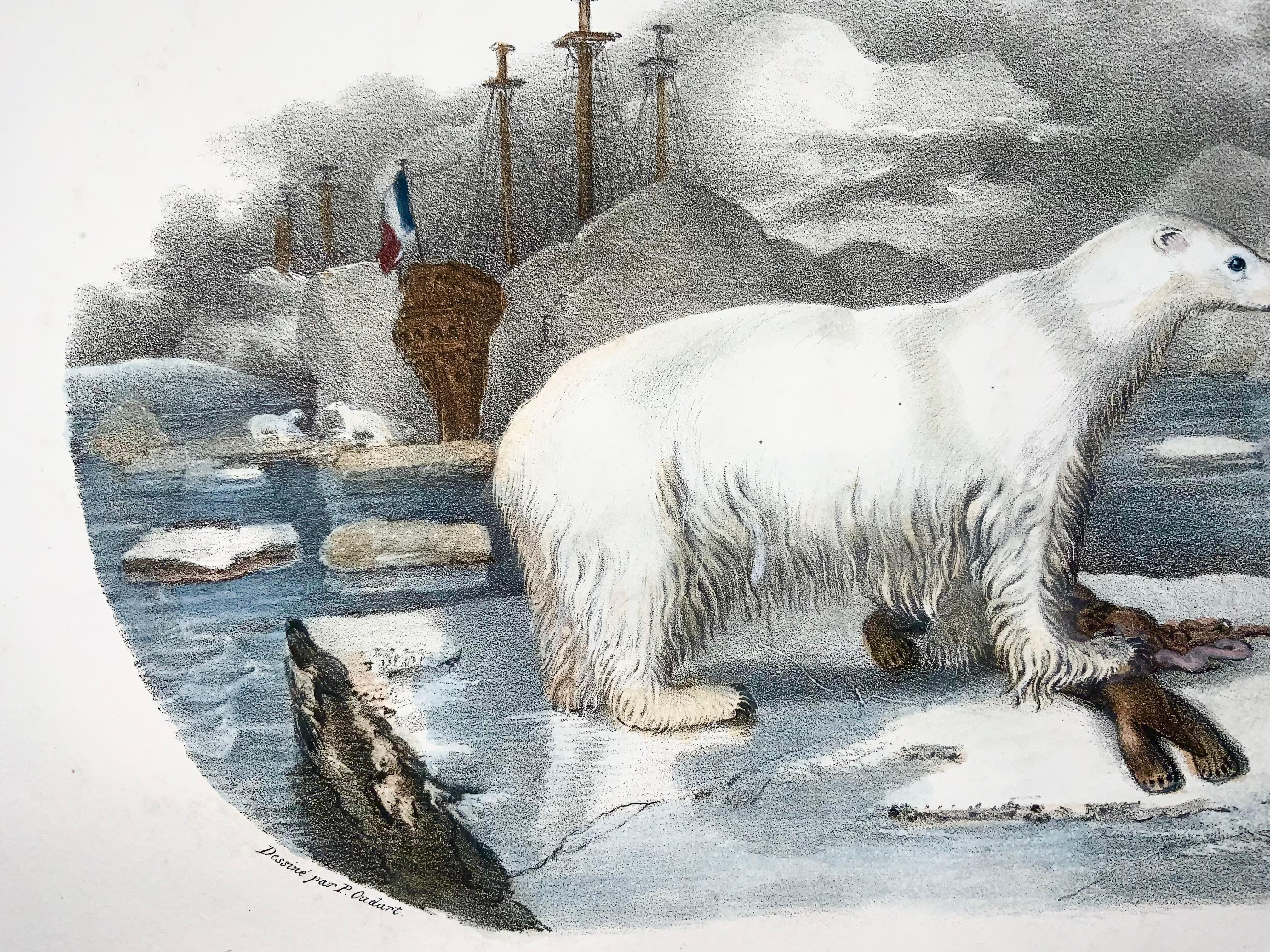 1827 Polar Bear, Mammal, Oudart, Large Hand Coloured Stone Lithograph, Rare In Good Condition For Sale In Norwich, GB