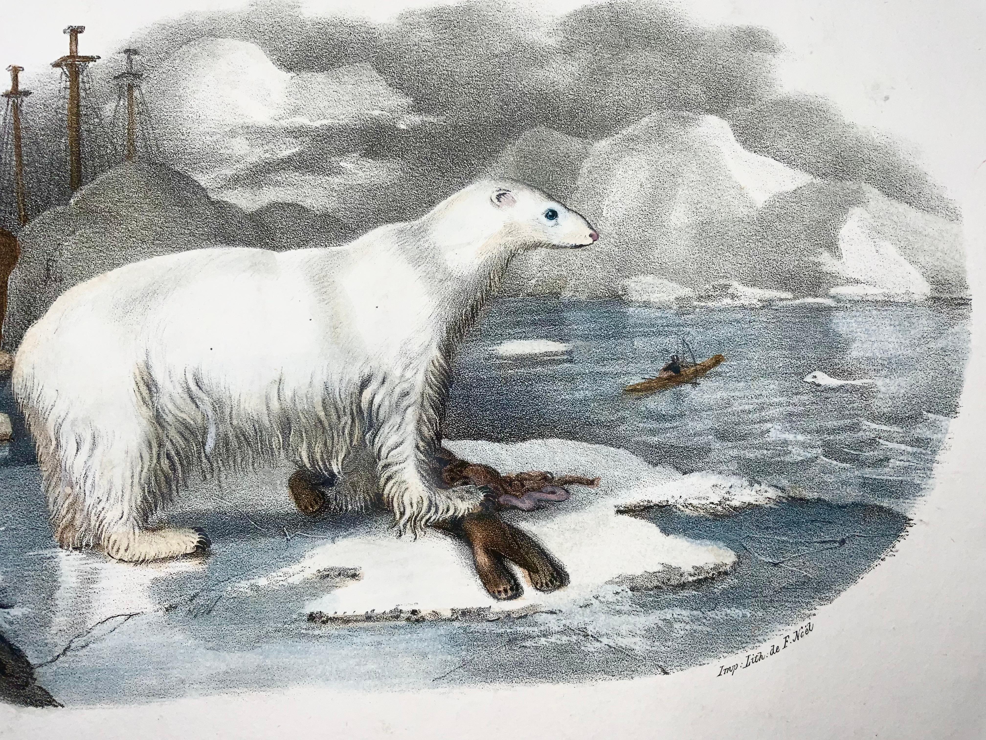 Early 19th Century 1827 Polar Bear, Mammal, Oudart, Large Hand Coloured Stone Lithograph, Rare For Sale