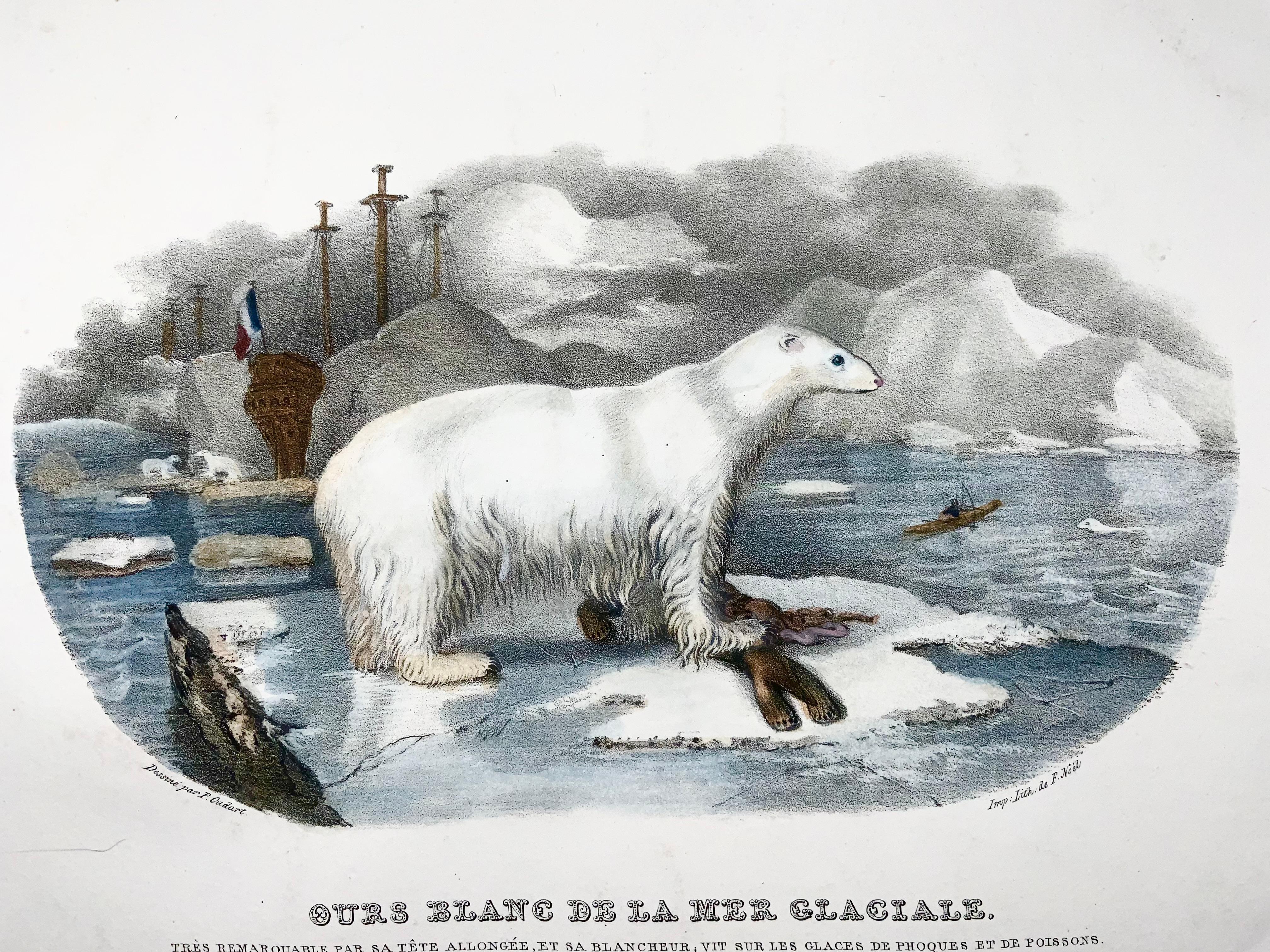 Grande lithographie en pierre colorée à la main, ours polaire, mammifère, Oudart, de 1827, rare