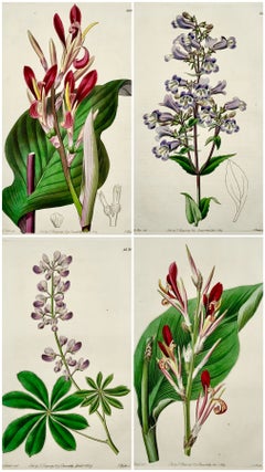 1829 Set of 4 engravings, M. Hart for Edward's Botanical Register, fine color