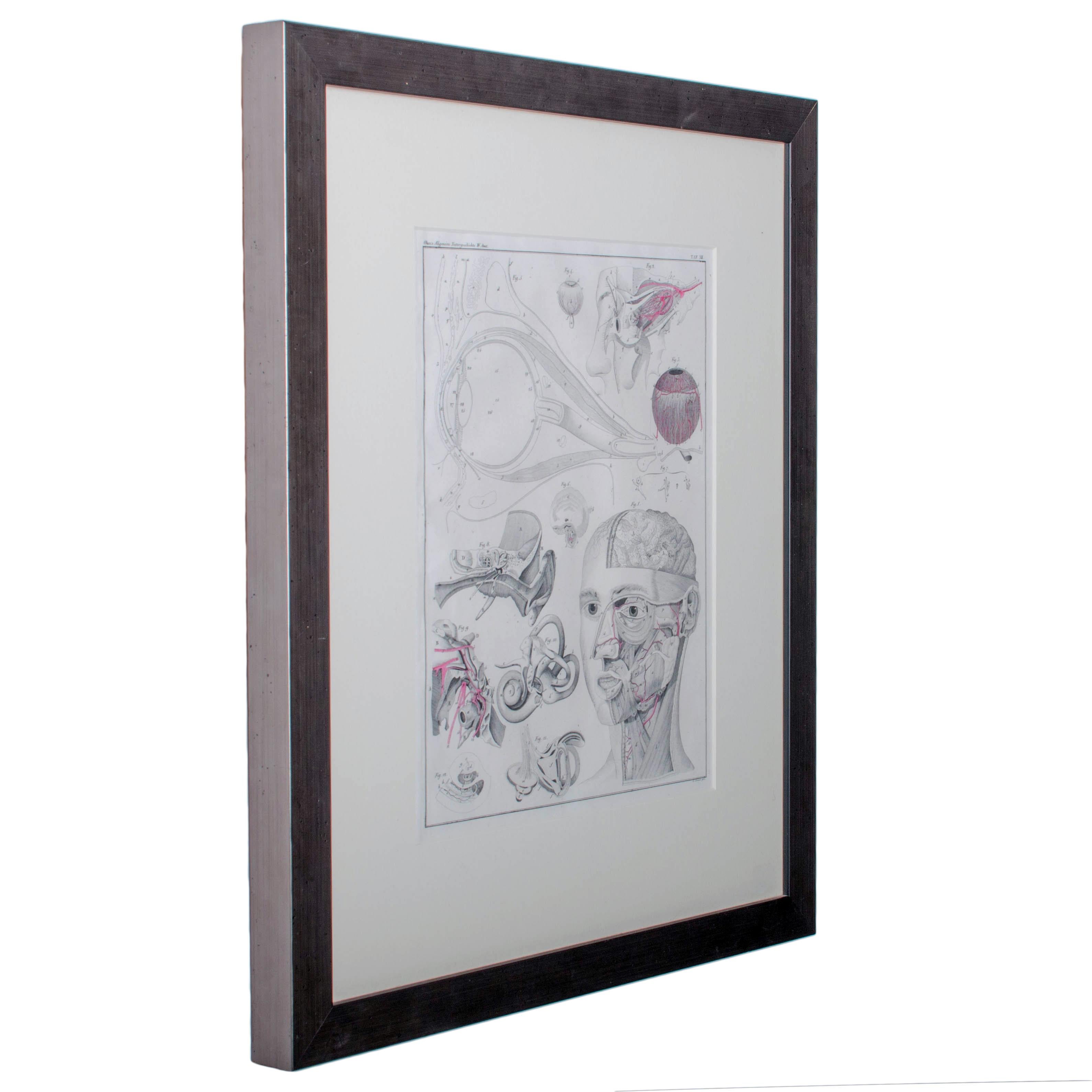 Angeboten wird ein gerahmter anatomischer Stich aus Okens 