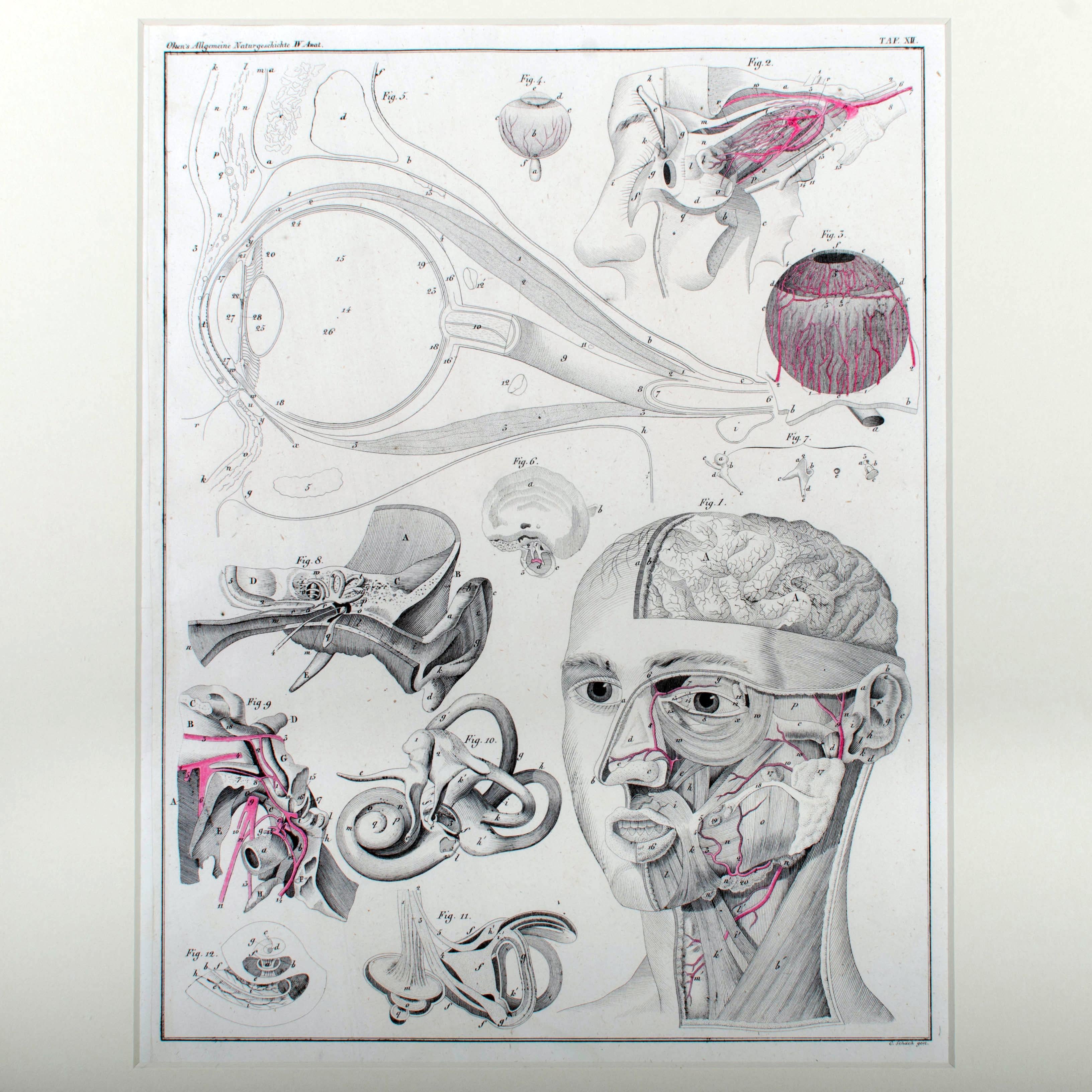 1833 Oken Anatomische Augengravur (Deutsch) im Angebot