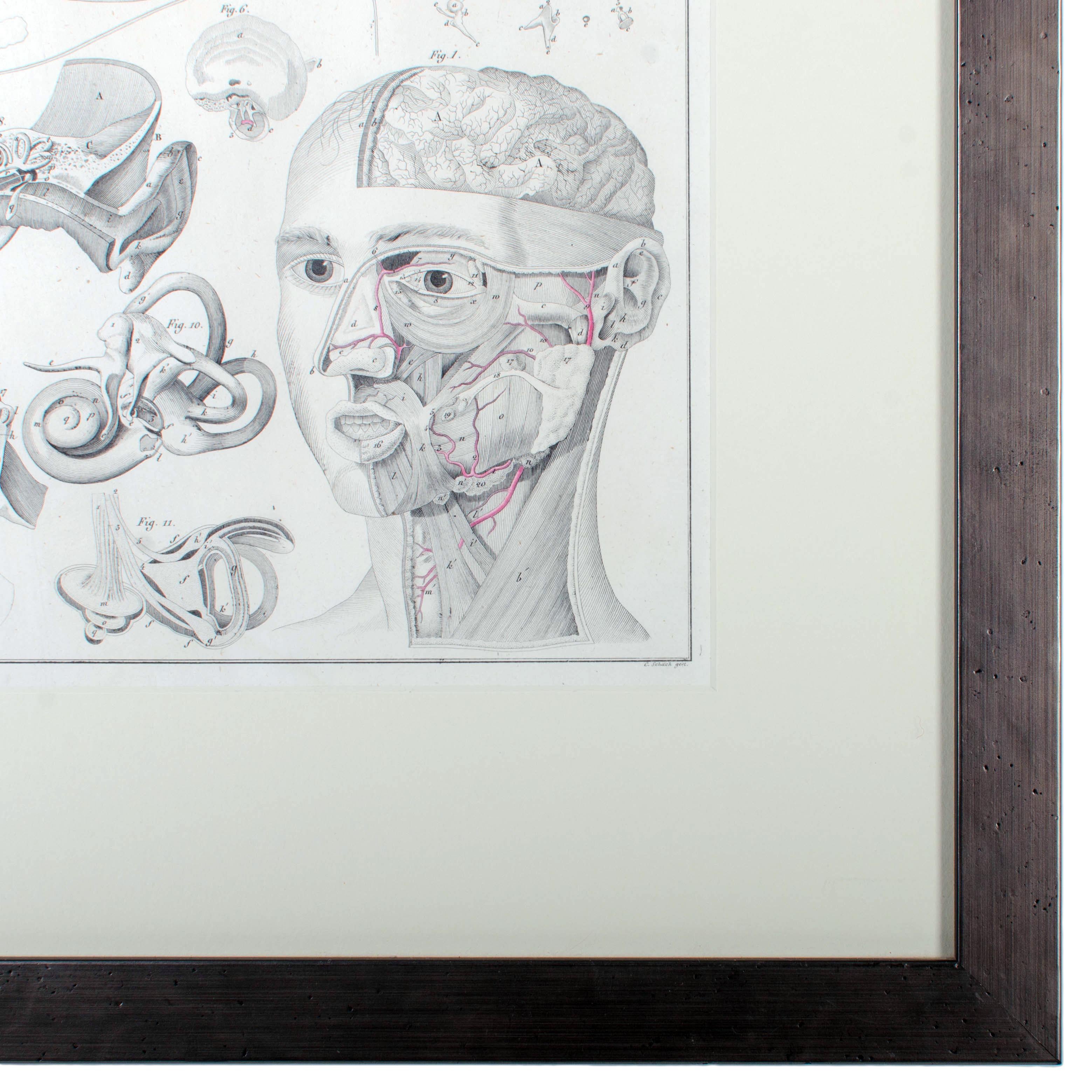 1833 Oken Anatomische Augengravur im Zustand „Gut“ im Angebot in Savannah, GA