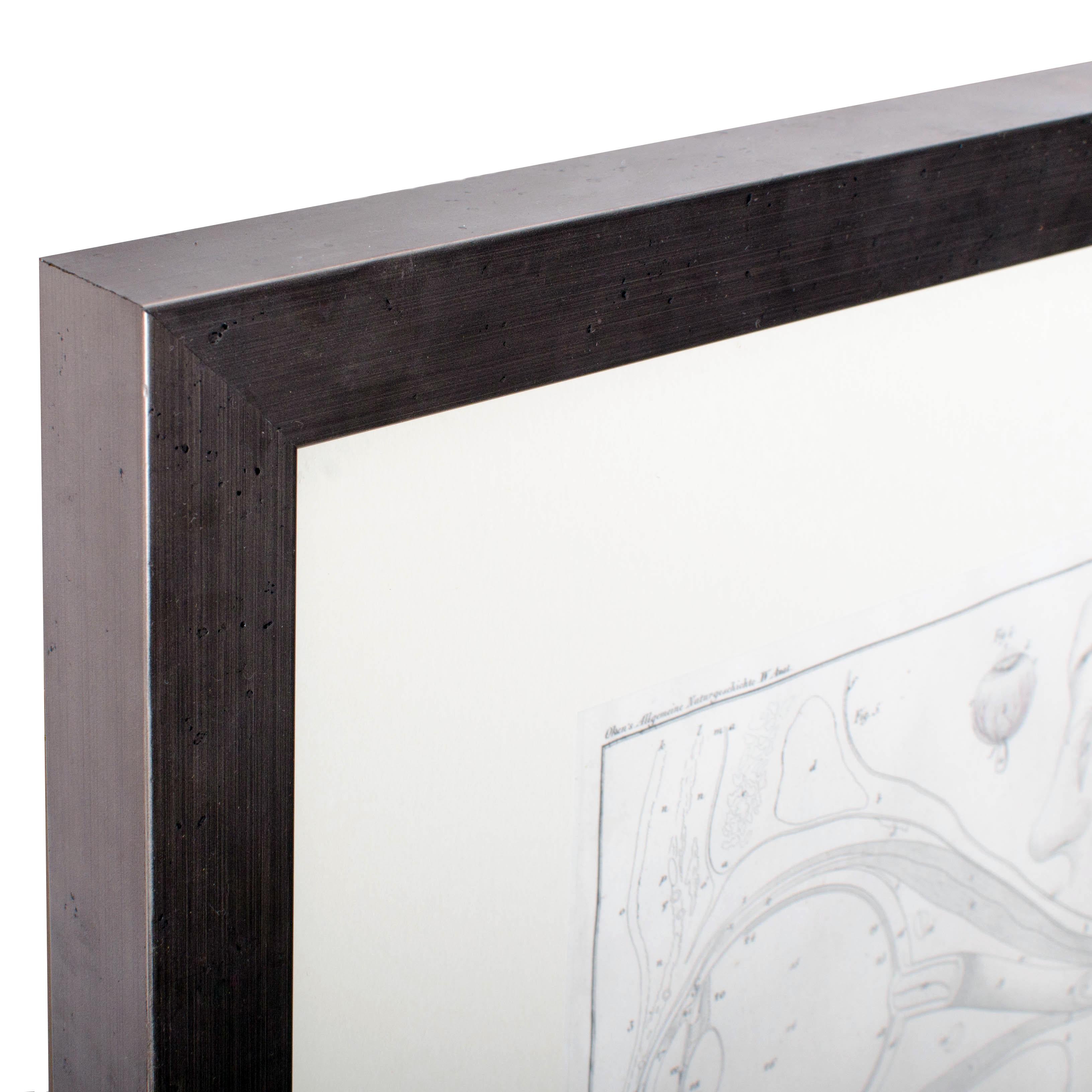 1833 Oken Anatomische Augengravur (Mittleres 19. Jahrhundert) im Angebot