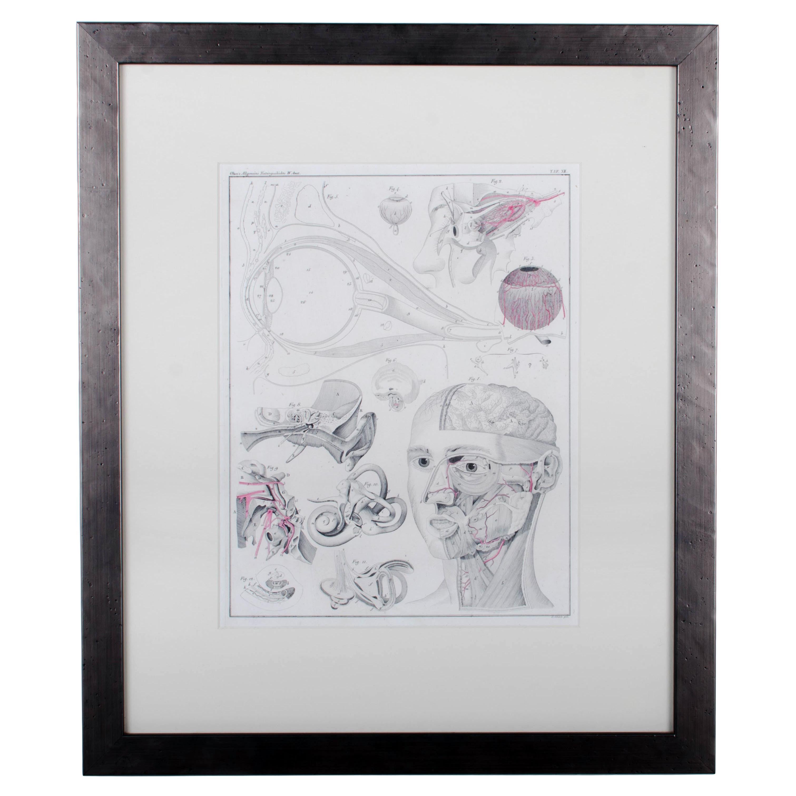 1833 Oken Anatomische Augengravur im Angebot