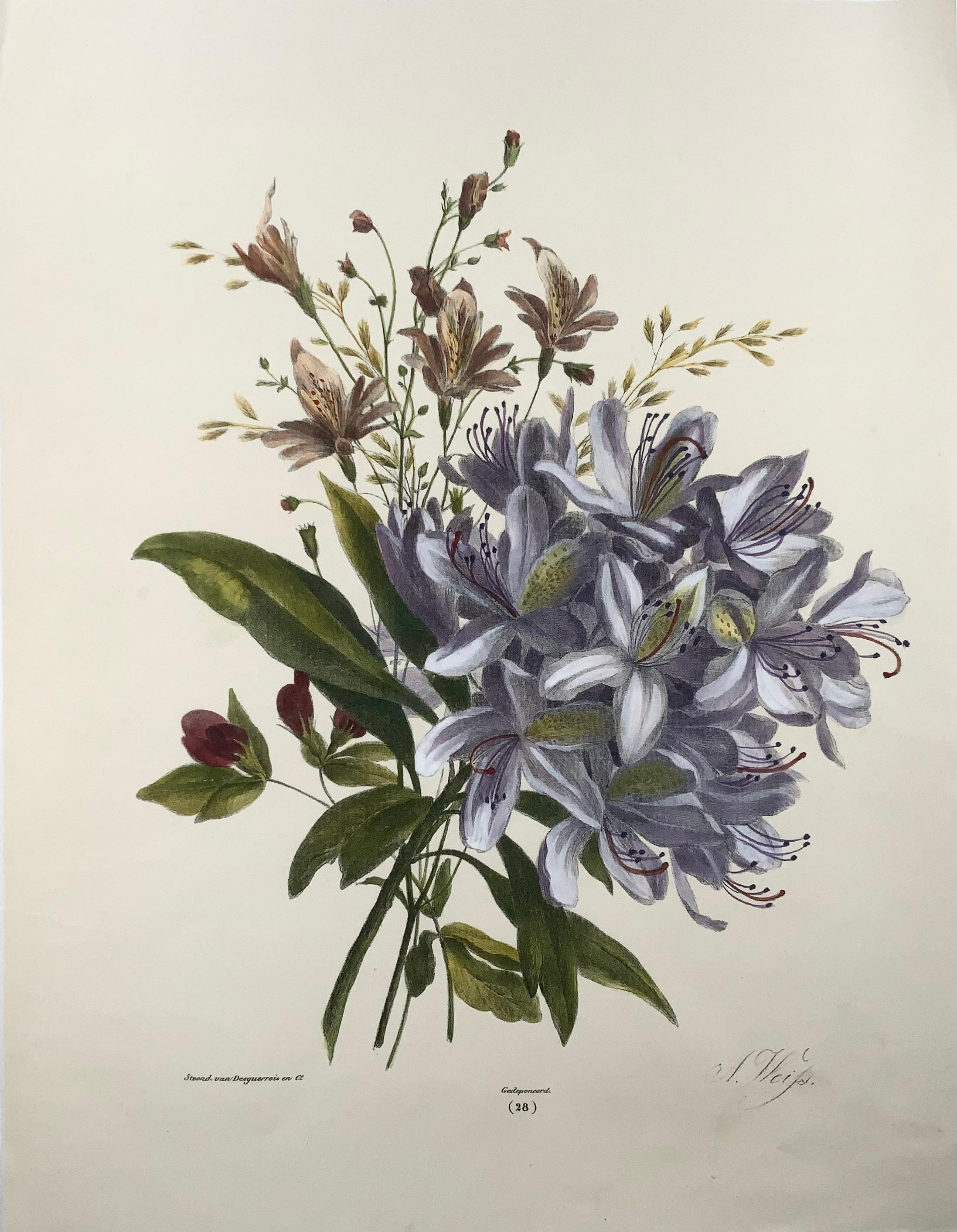 Diese äußerst seltene Steinlithographie mit Handkolorierung wurde in der niederländischen Serie herausgegeben:

Bloem en Fruit Studien, veröffentlicht im Jahr 1836.

35 x 27,3 cm

Schönes, vollrandiges Exemplar auf Papier mit Wasserzeichen.

Das