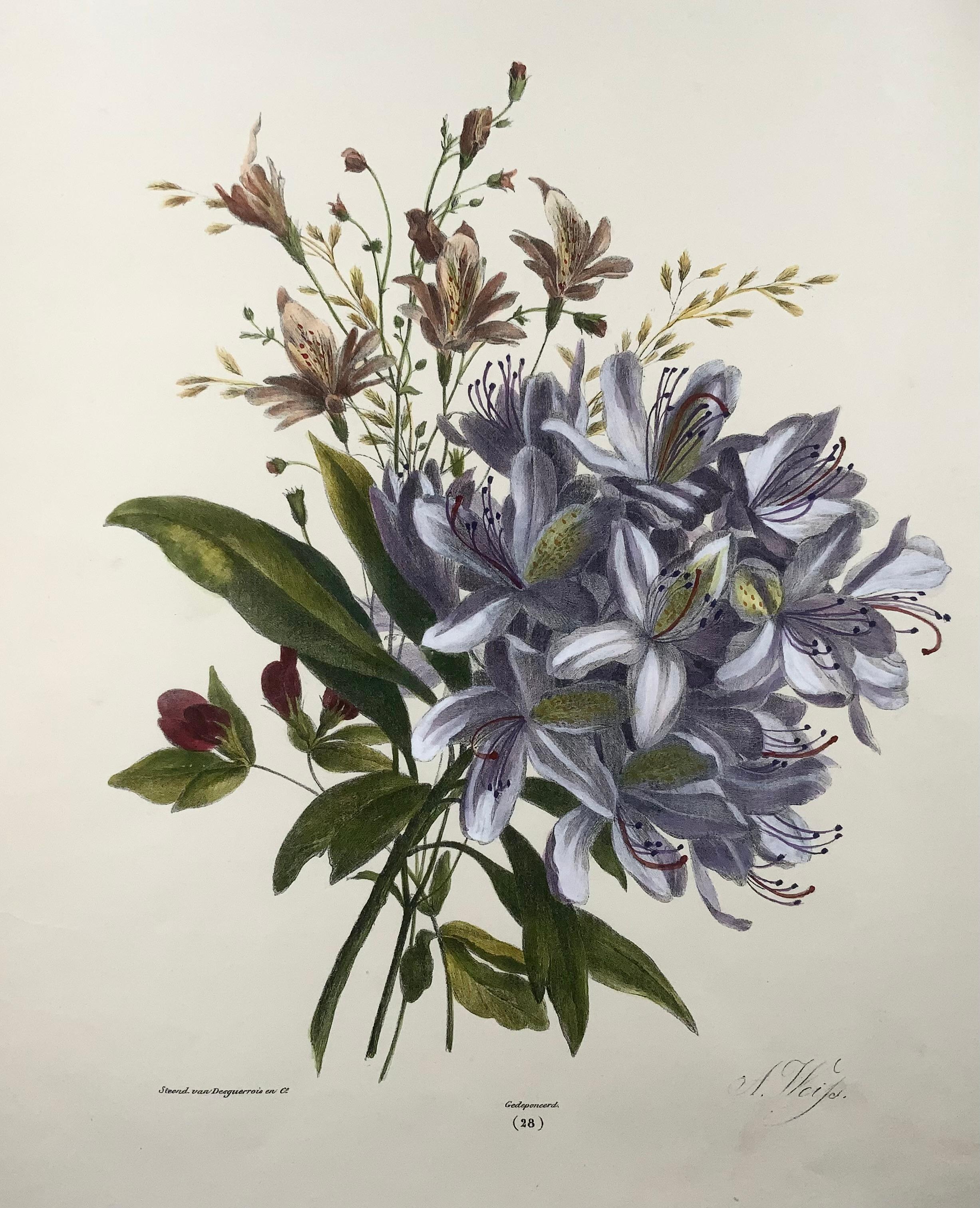 1836 Blumenstrauß, Botanik, Weiss; Desguerrois, 35 cm, Originalfarbe von Hand (Englisch) im Angebot
