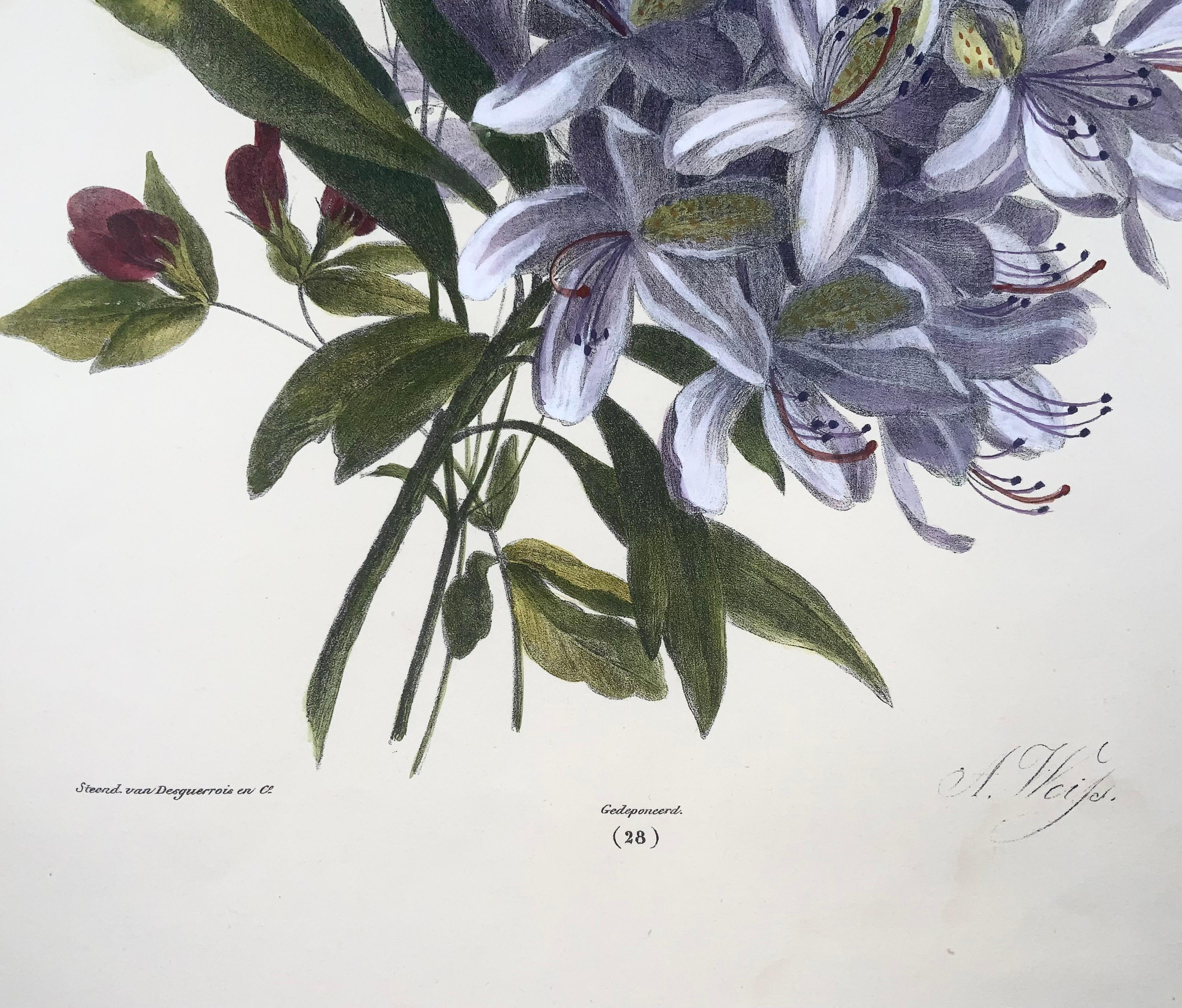 1836 Blumenstrauß, Botanik, Weiss; Desguerrois, 35 cm, Originalfarbe von Hand (Radiert) im Angebot
