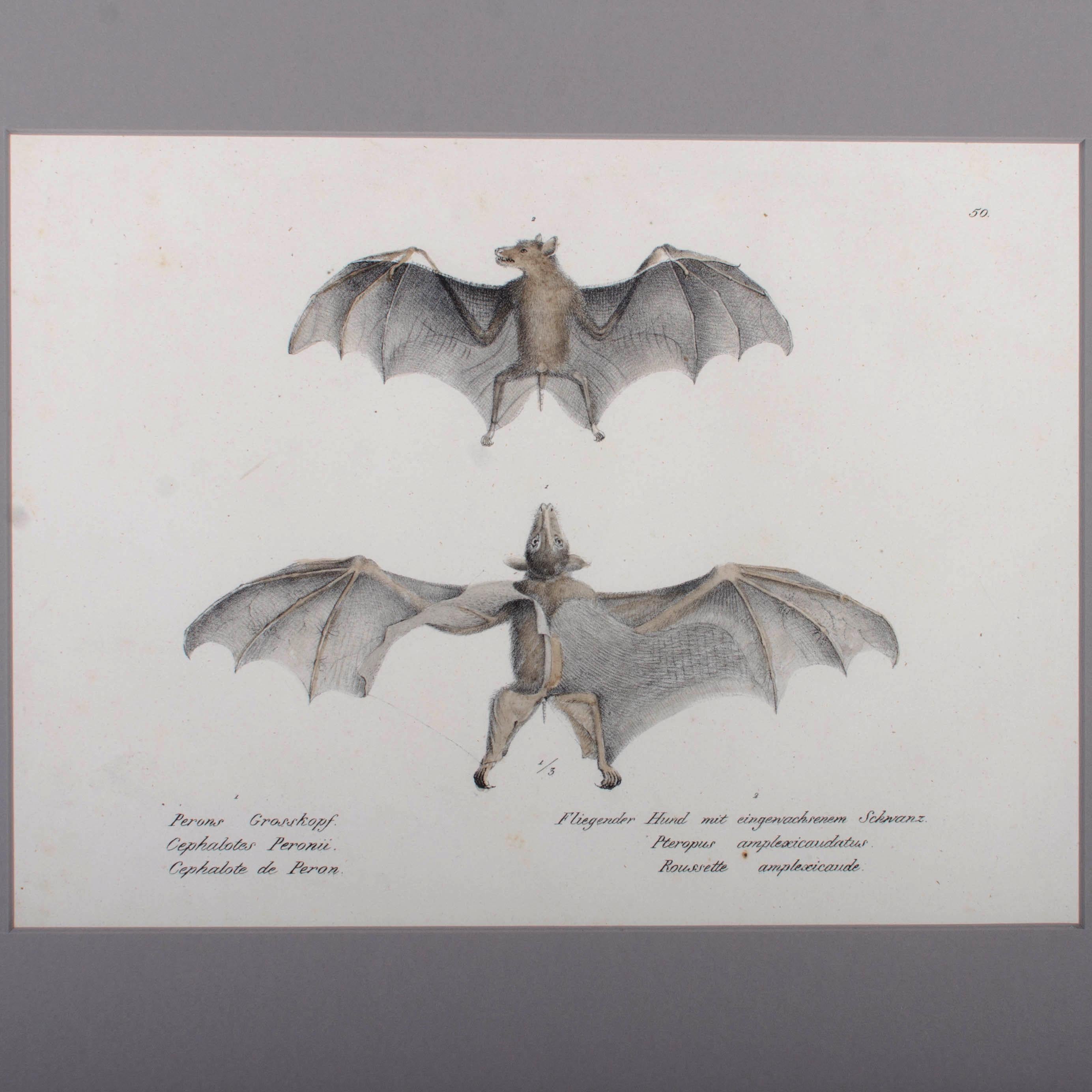 1836 Schinz & Brodtmann Fliegender Fuchs Fledermaus Lithographie (Schweizerisch) im Angebot