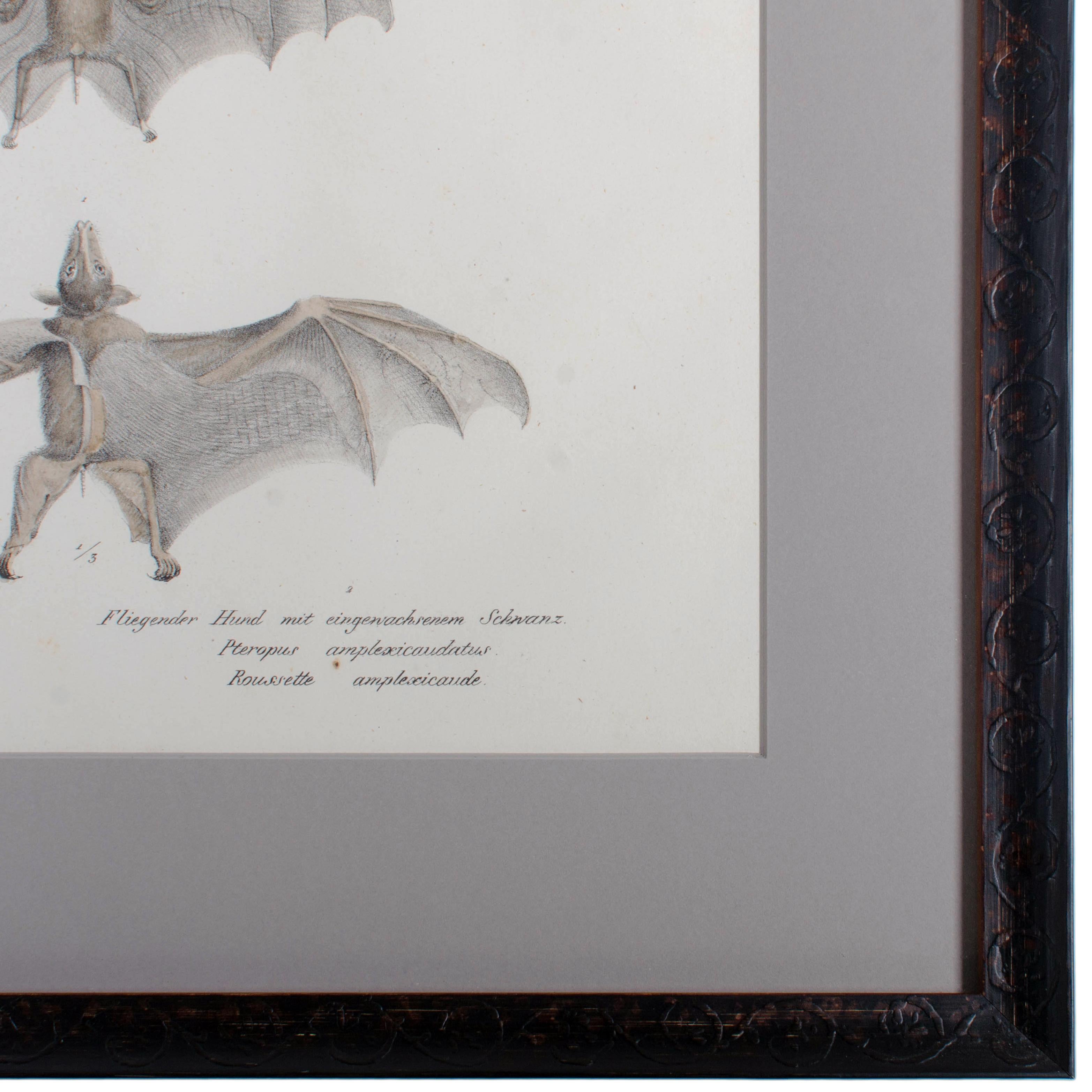 1836 Schinz & Brodtmann Fliegender Fuchs Fledermaus Lithographie im Zustand „Gut“ im Angebot in Savannah, GA