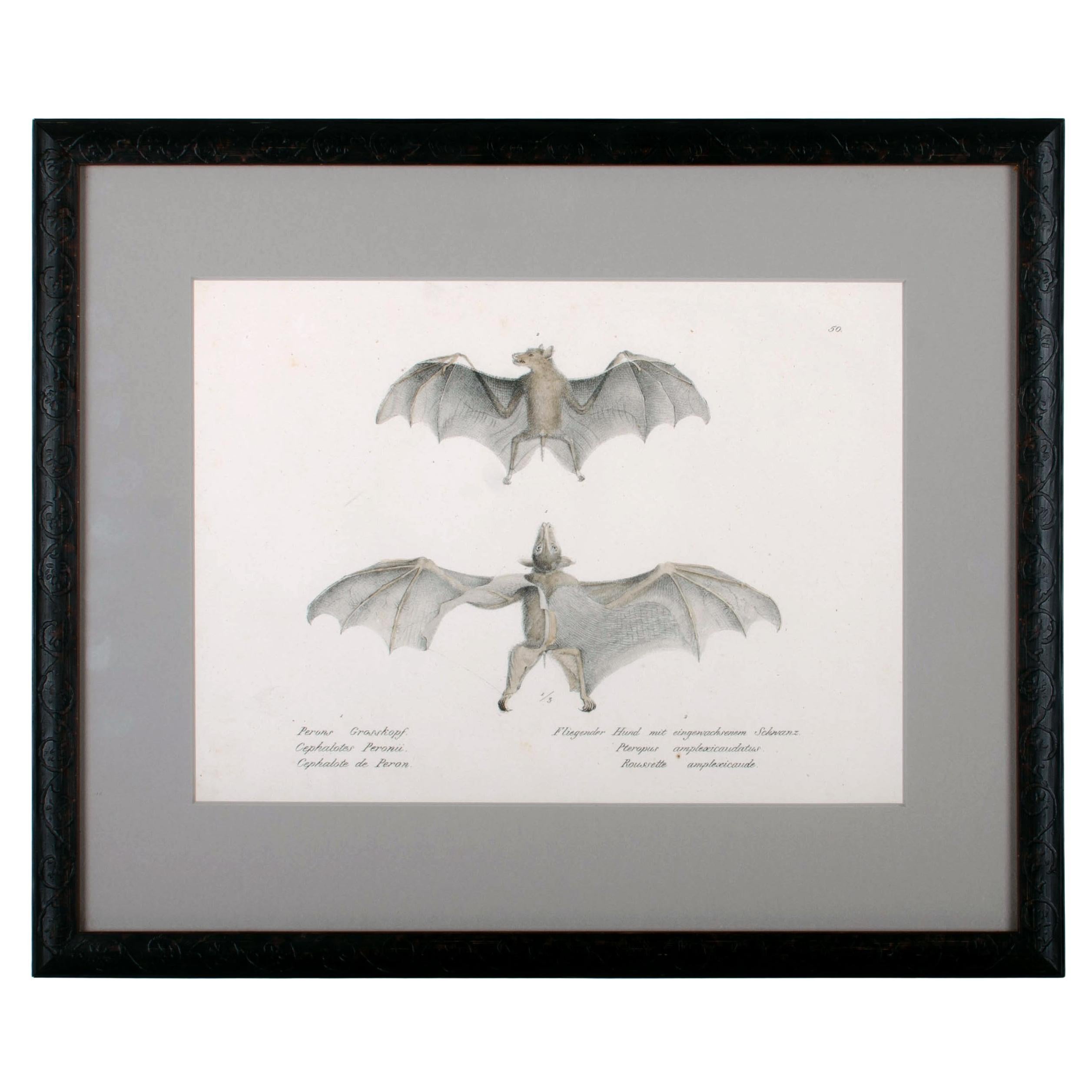 1836 Schinz
Brodtmann Flying Fox Bat Lithograph