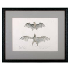 1836 Schinz & Brodtmann Flying Fox Bat Lithograph