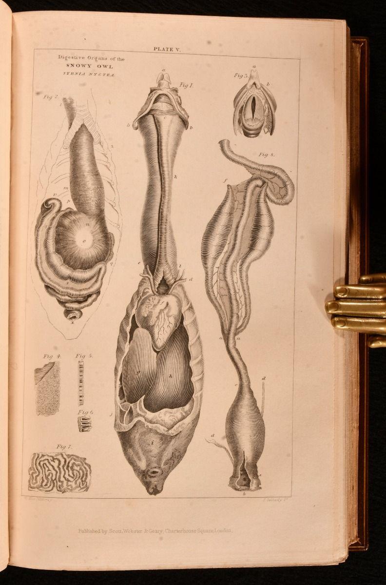 XIX secolo 1837-52 Storia degli uccelli inglesi, indigeni e migratori in vendita