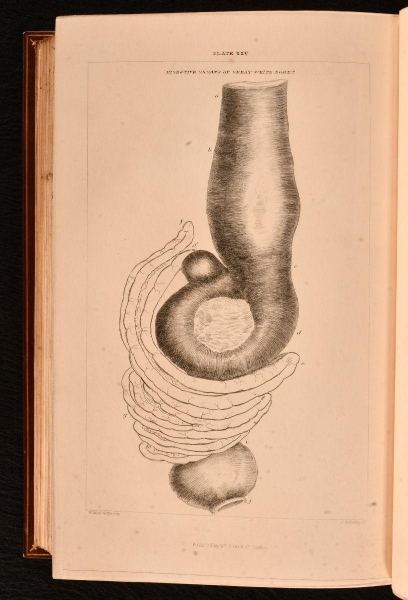 Carta 1837-52 Storia degli uccelli inglesi, indigeni e migratori in vendita