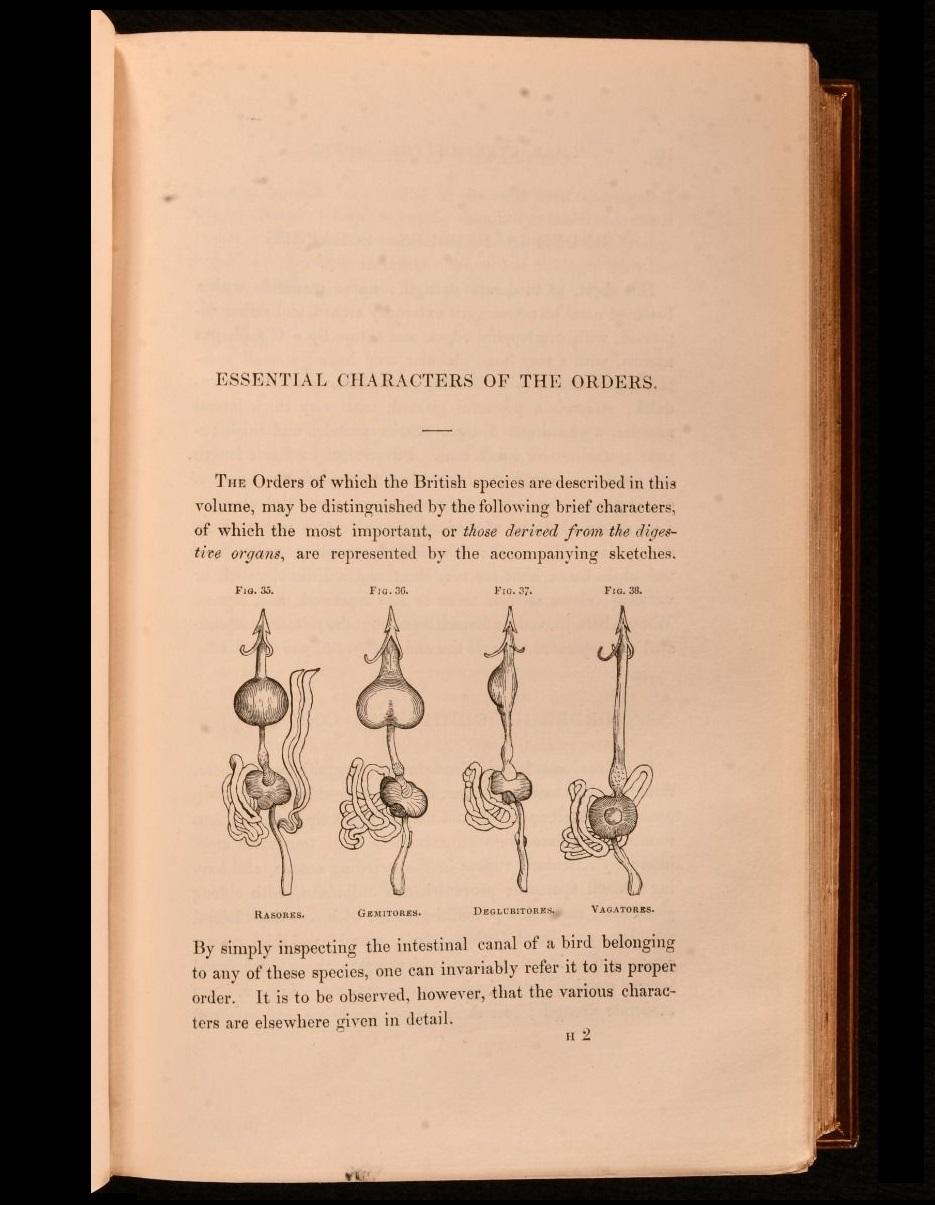 1837-52 Storia degli uccelli inglesi, indigeni e migratori in vendita 1