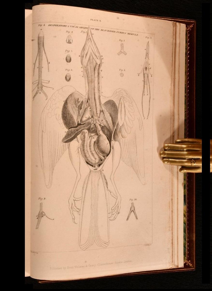 1837-52 Storia degli uccelli inglesi, indigeni e migratori in vendita 2