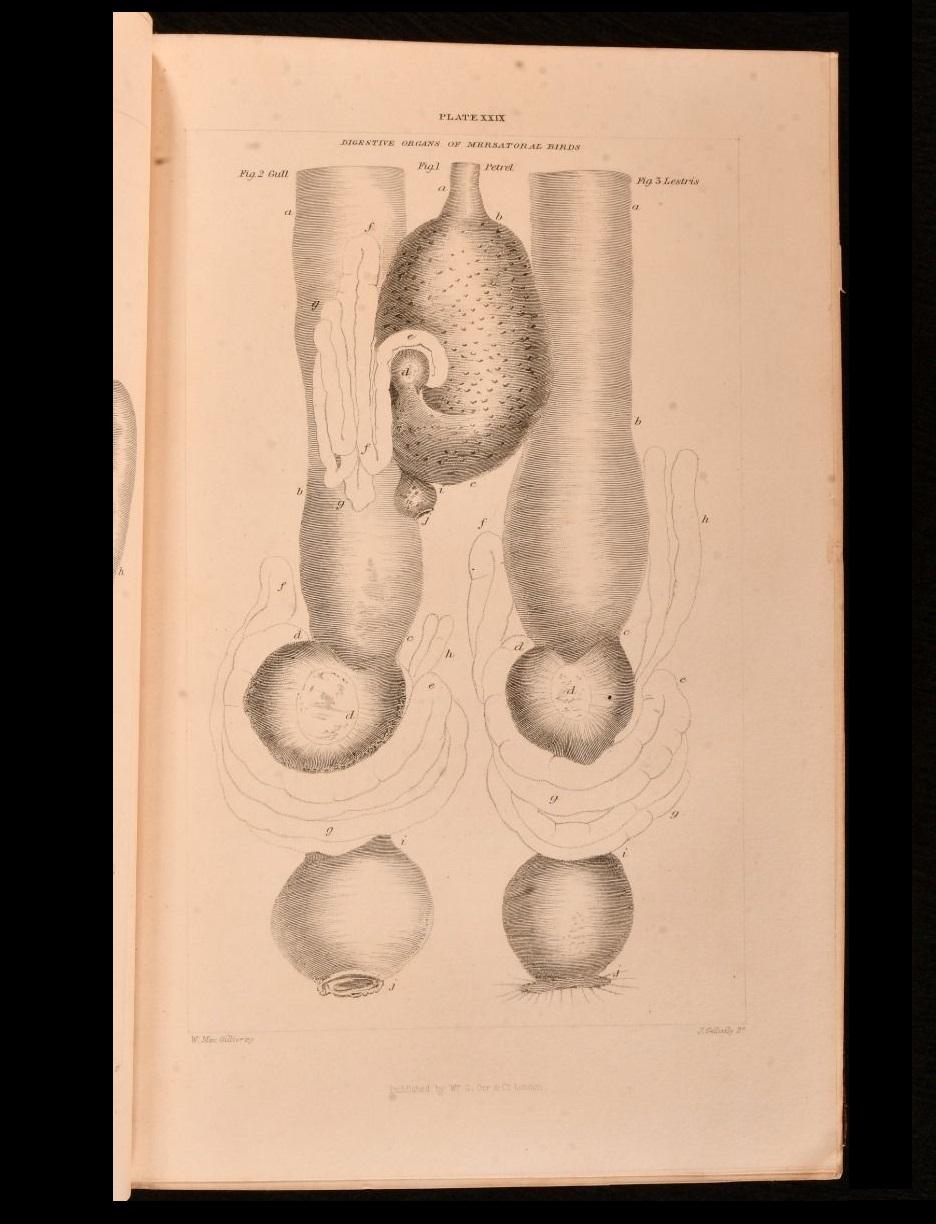 1837-52 Storia degli uccelli inglesi, indigeni e migratori in vendita 3