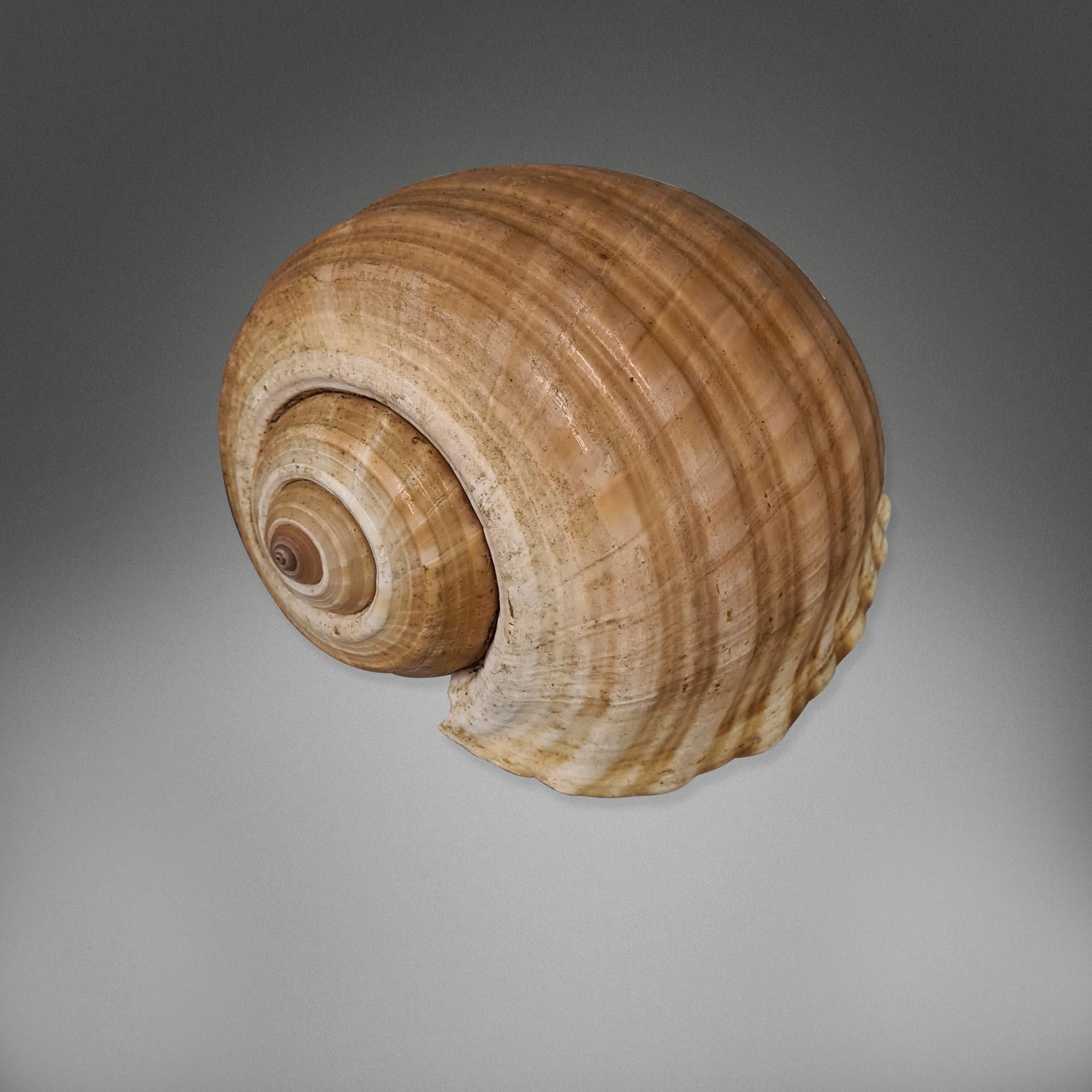 1841 Collection de coquillages en vente 3