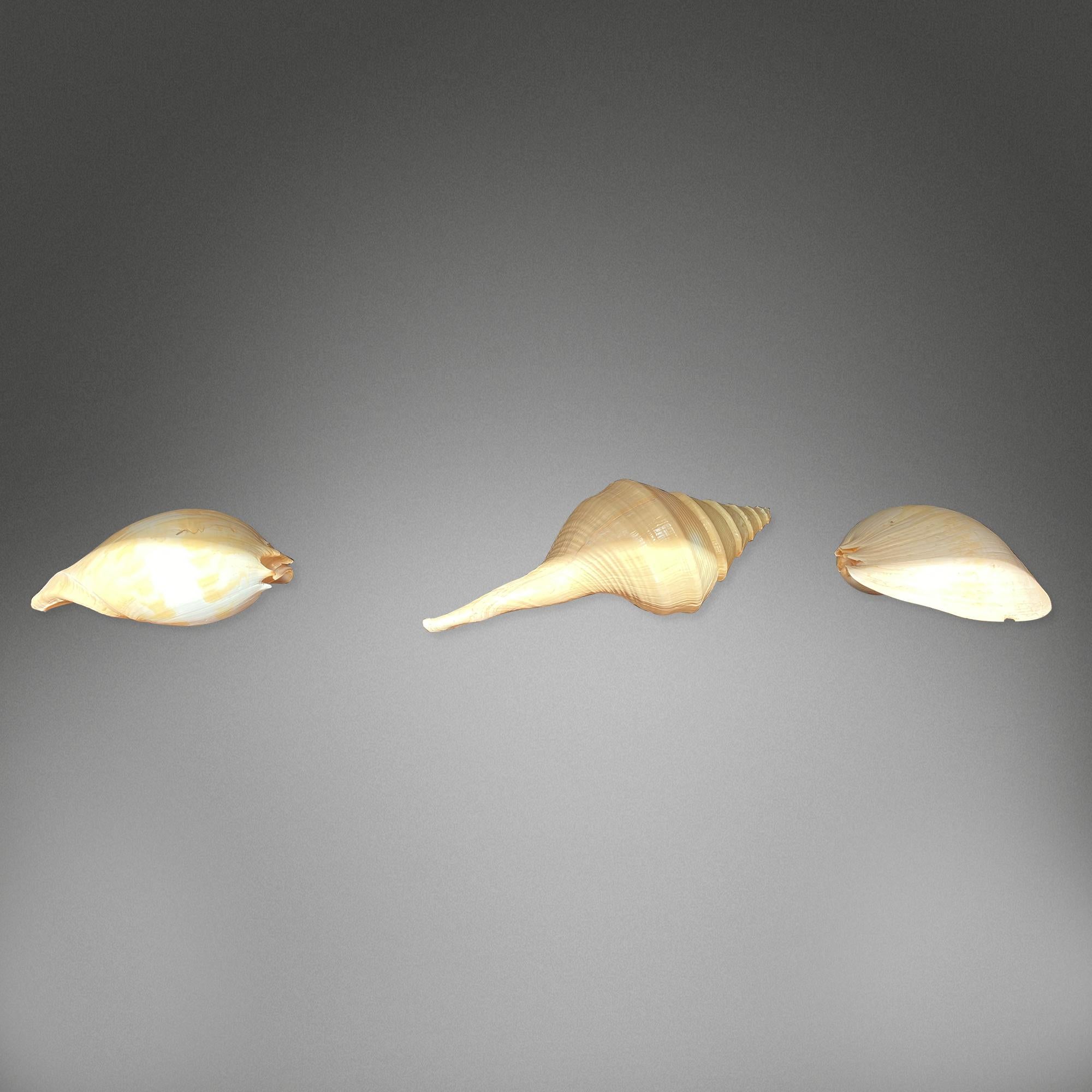 1841 Collection de coquillages en vente 9