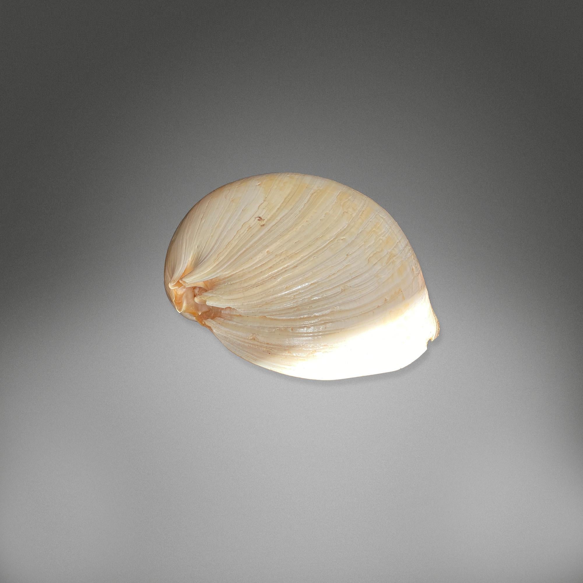 1841 Collection de coquillages en vente 8