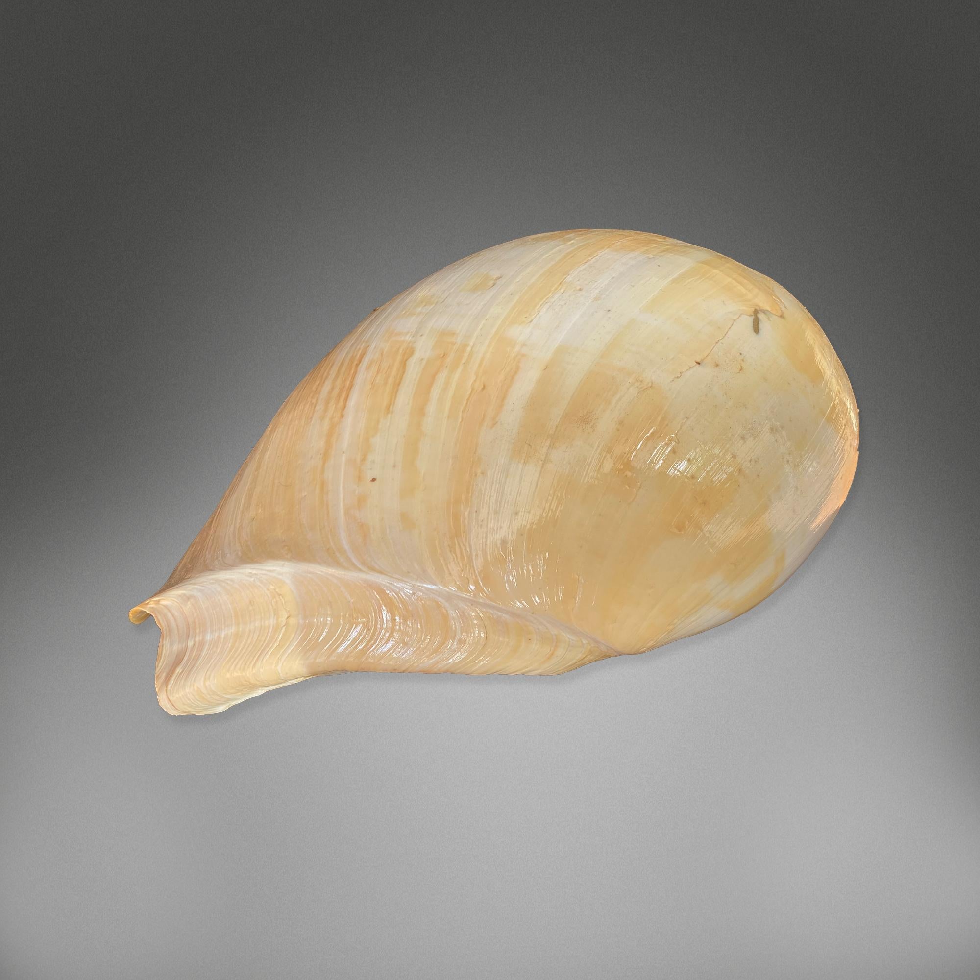 1841 Collection de coquillages en vente 6