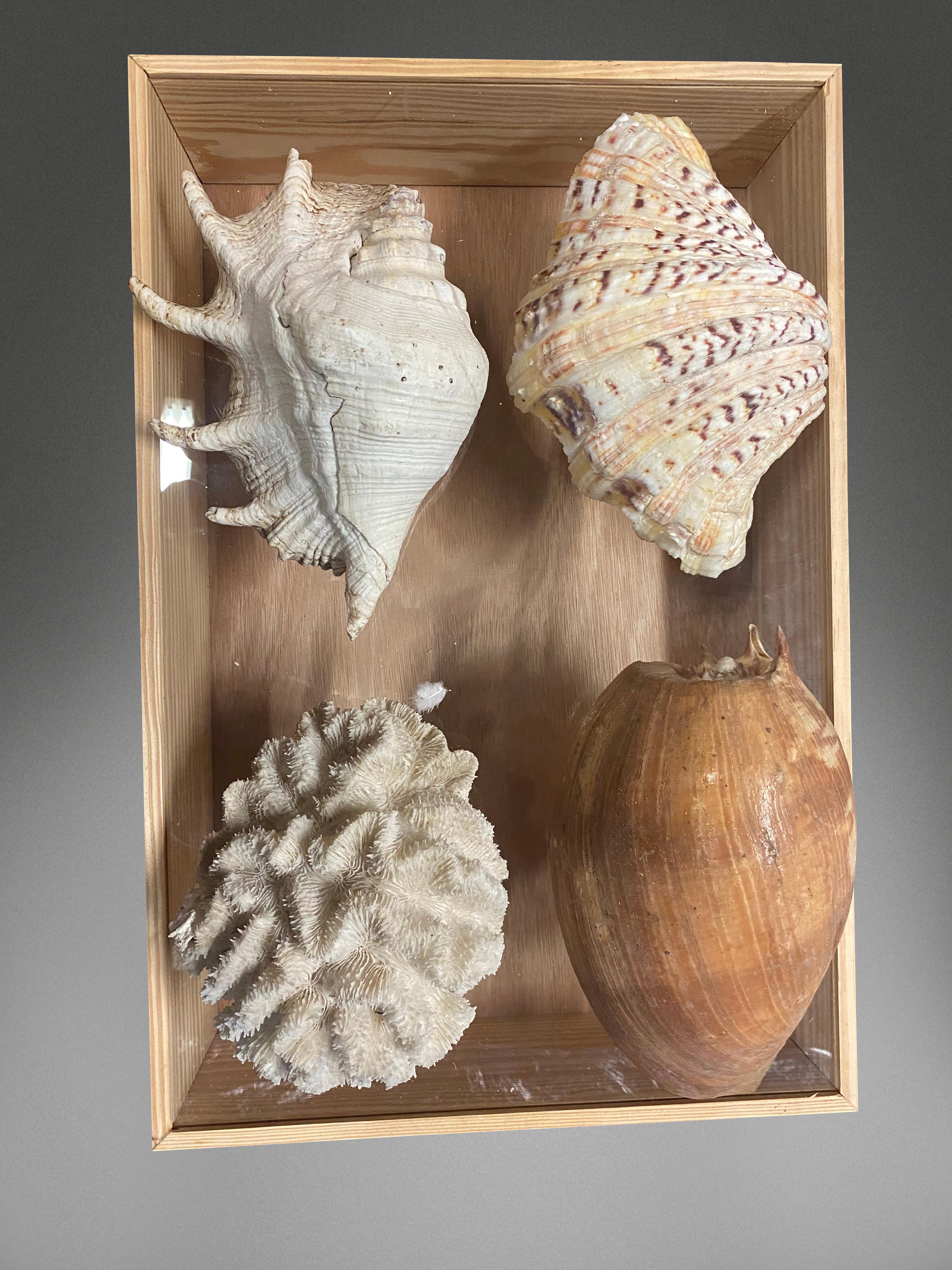 Milieu du XIXe siècle 1841 Collection de coquillages en vente