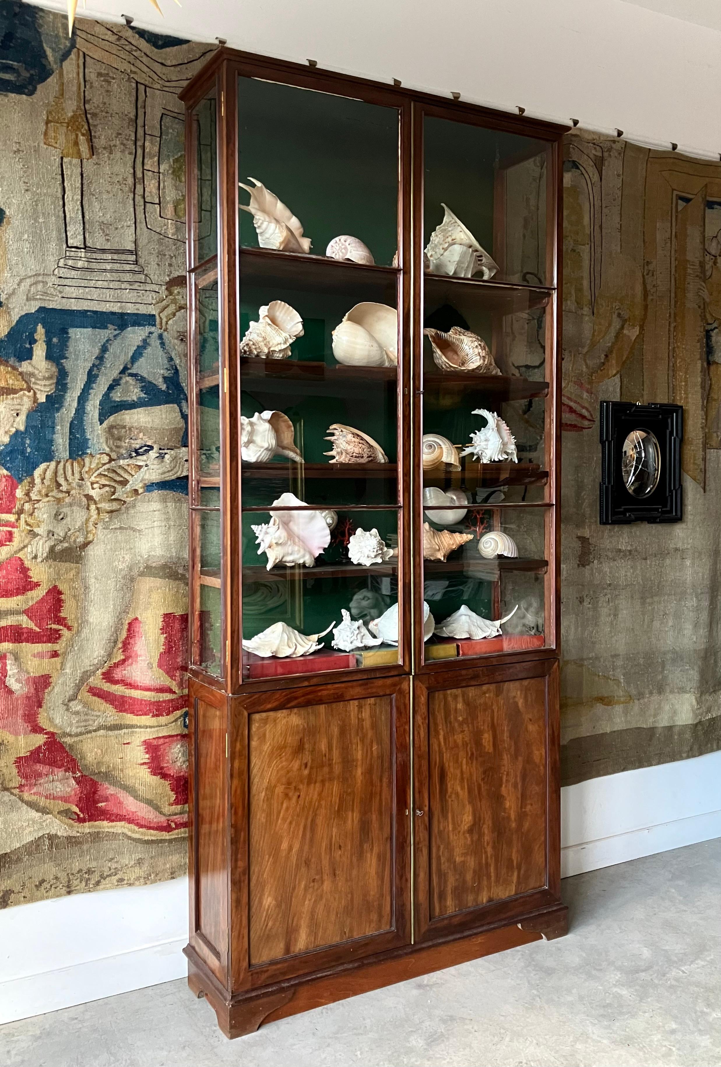 Inconnu 1841 Collection de coquillages en vente