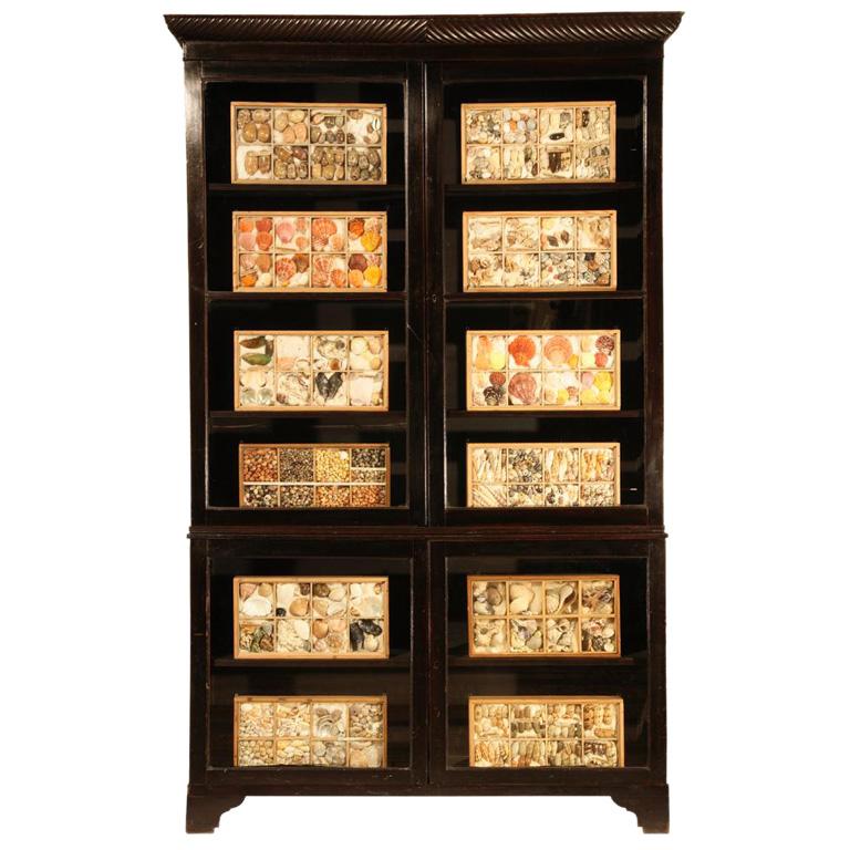Travail du bois 1841 Collection de coquillages en vente