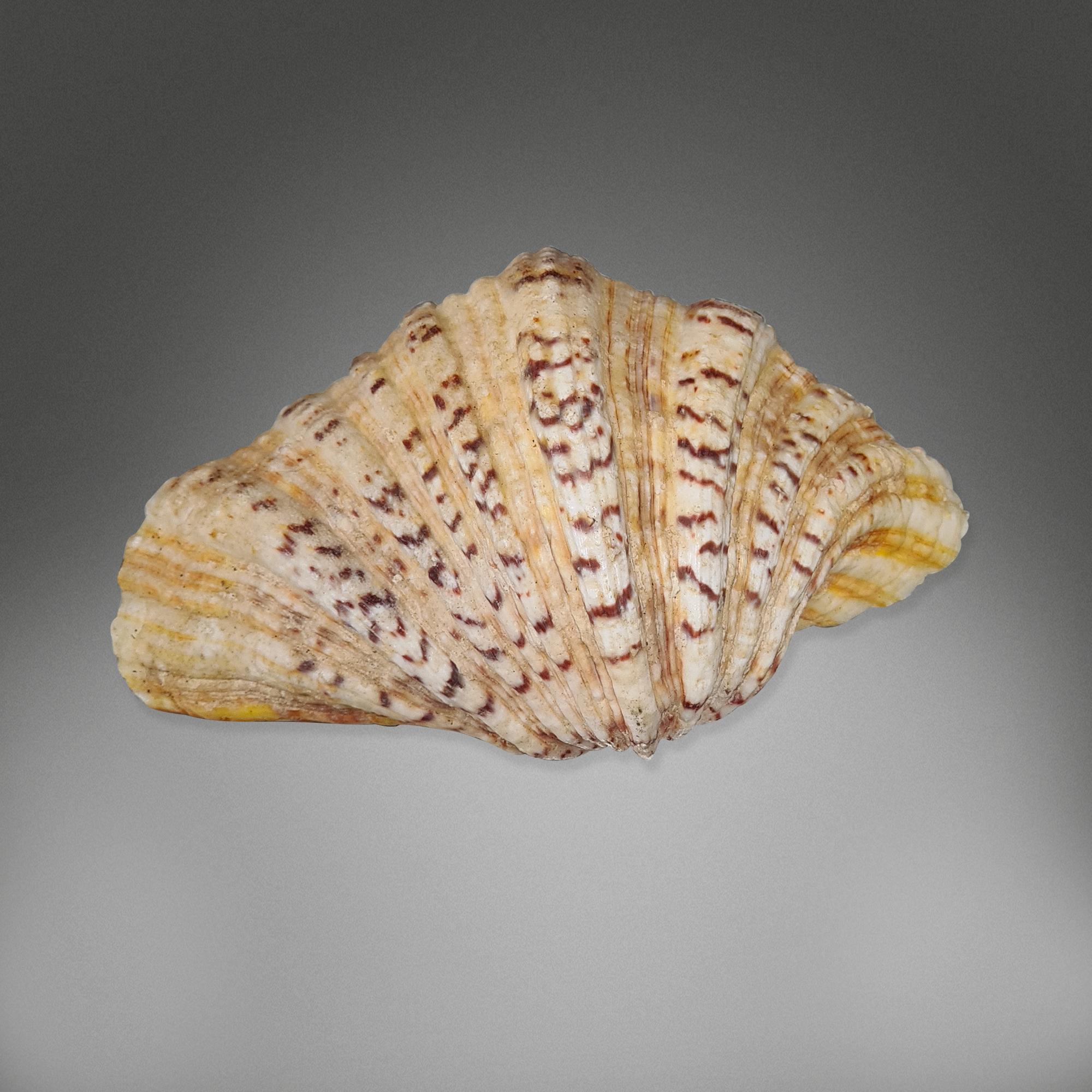 1841 Collection de coquillages en vente 2